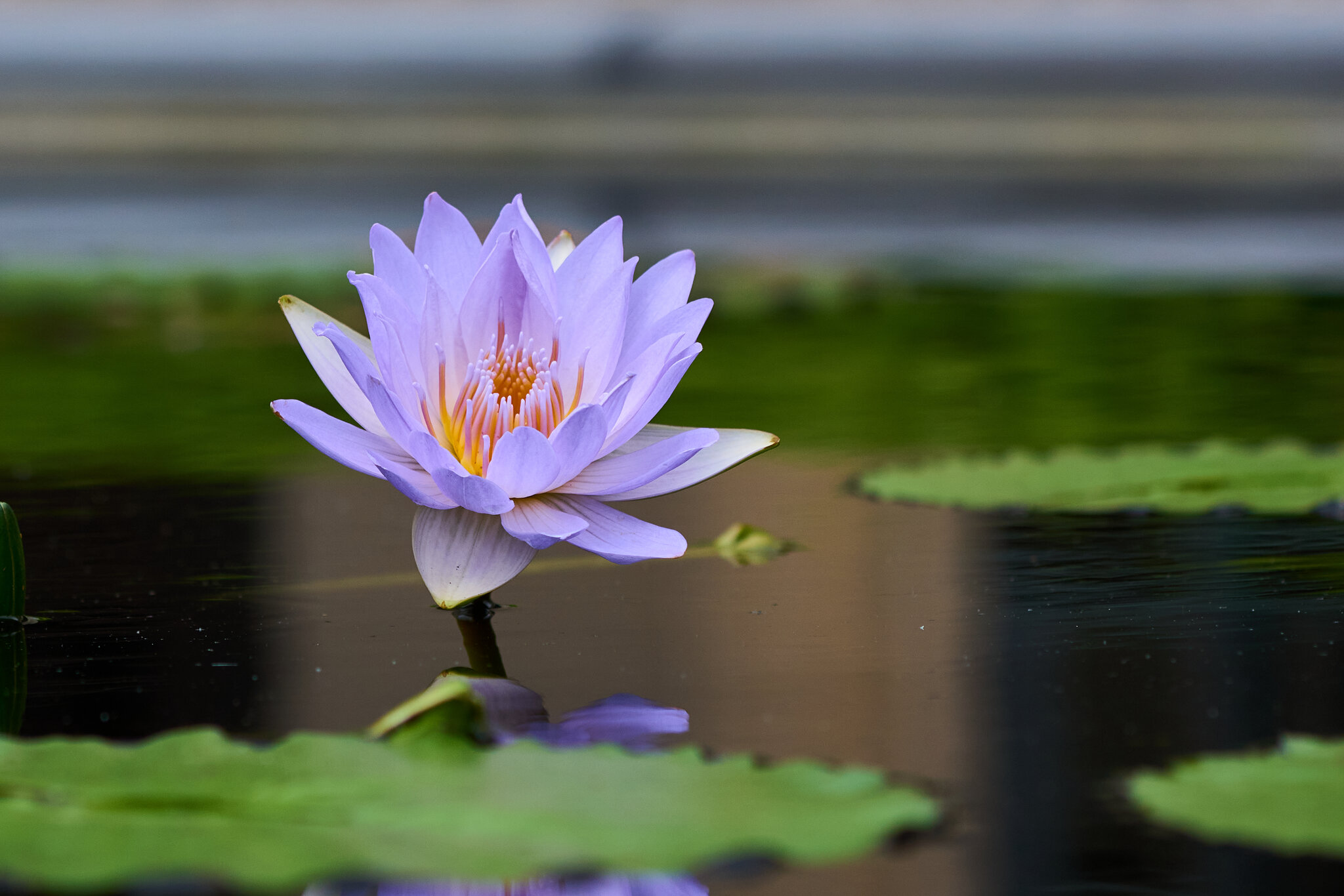 Henry Shaw Waterlilly - Longwood - 05242025 - 01.jpg