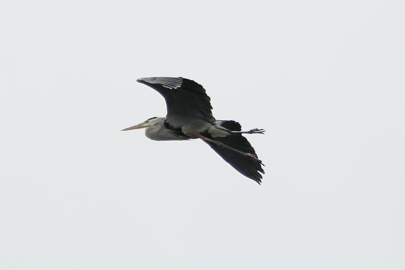 heron - 1.jpeg