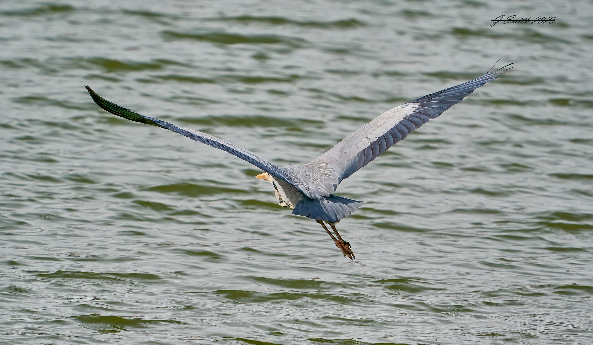 heron 2023 3.jpg