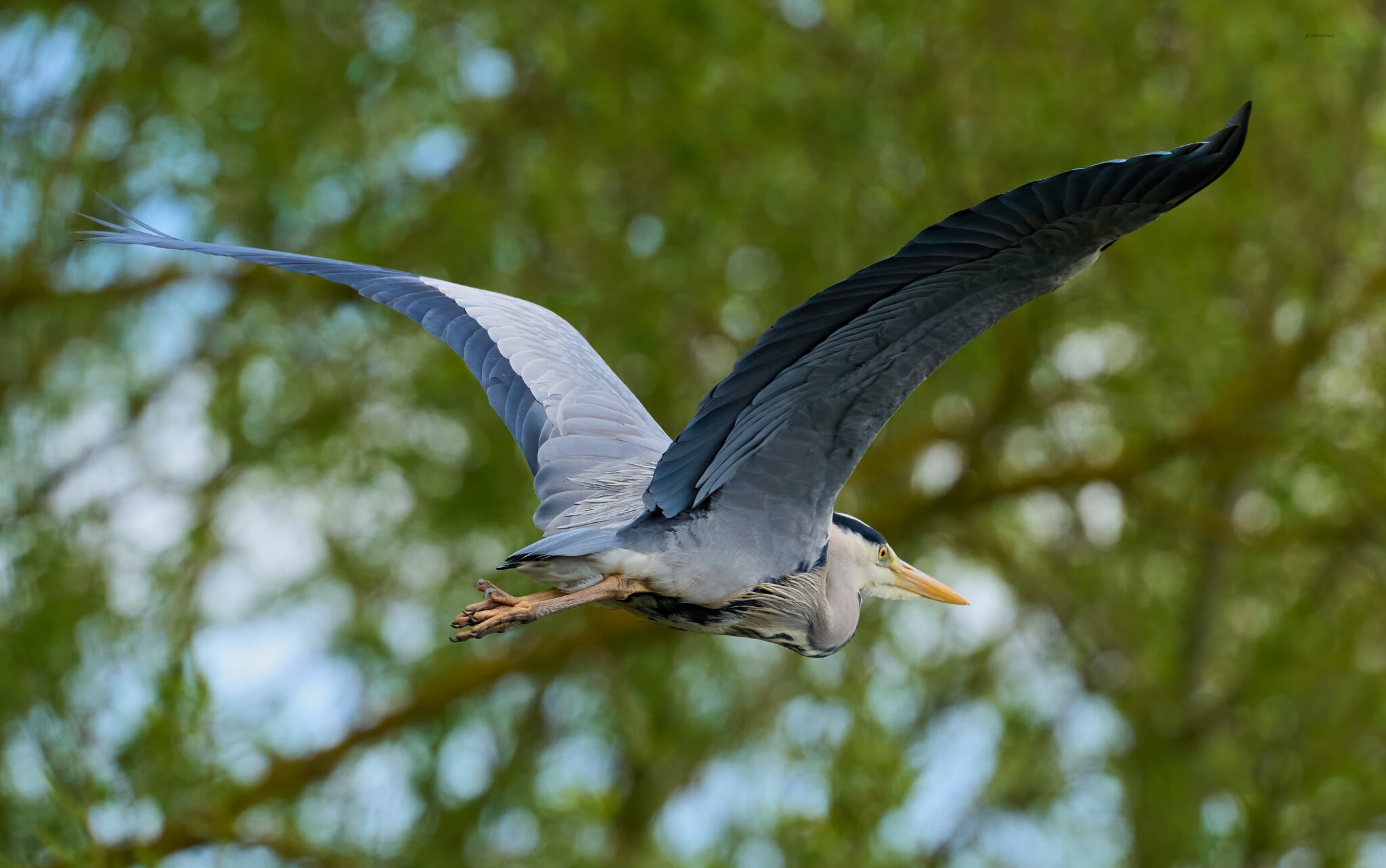 heron 2025 22.jpg