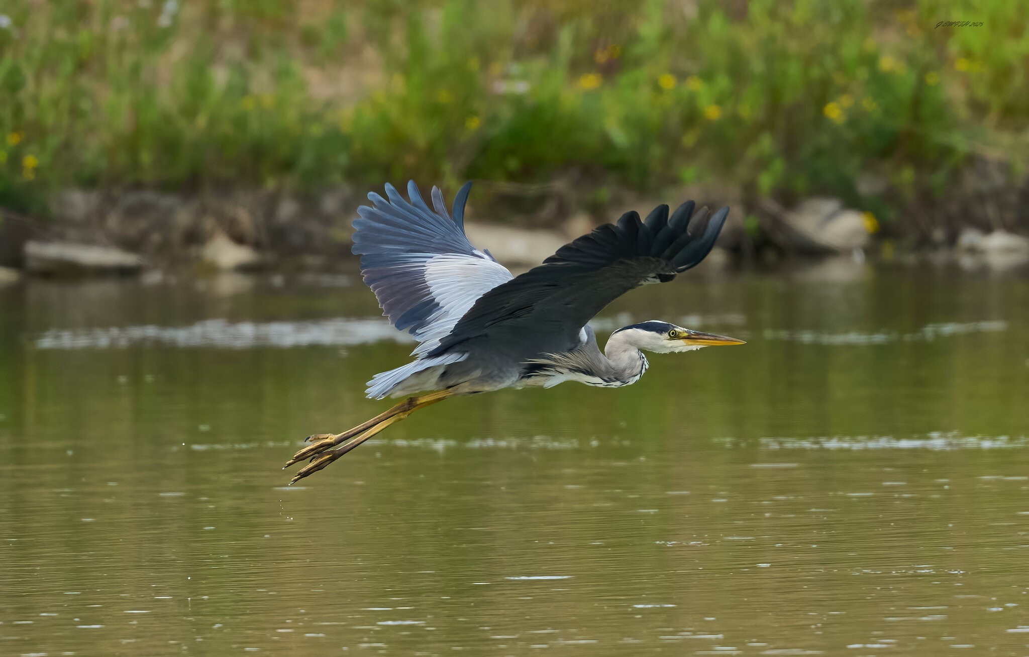 heron 2025.jpg
