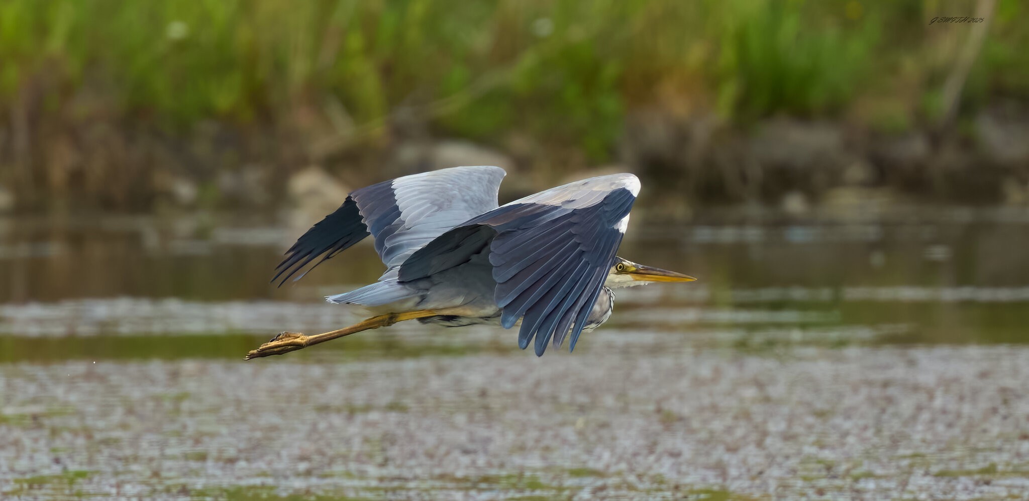 heron 2025_1.jpg