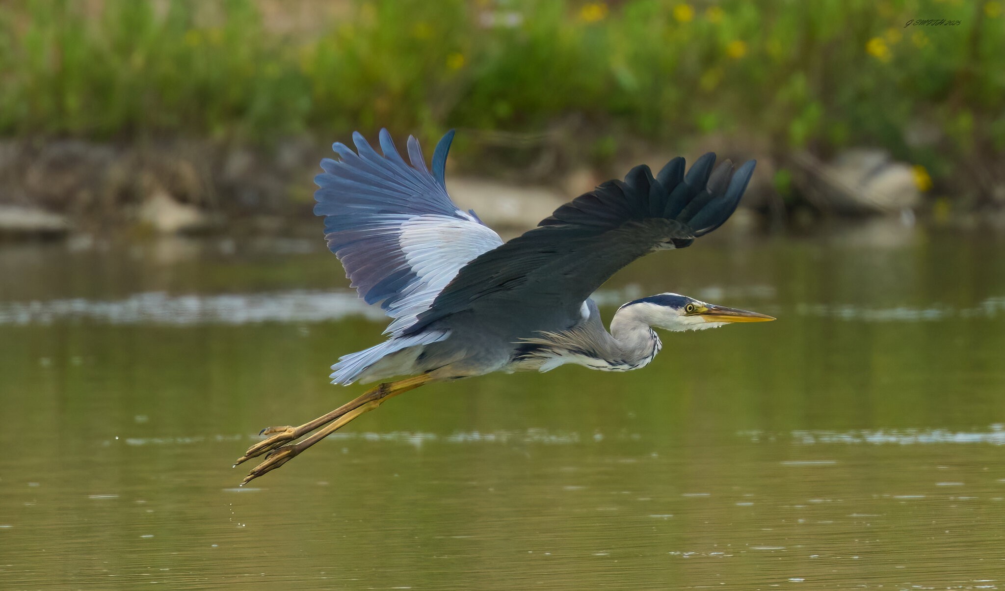 heron 2025_3.jpg