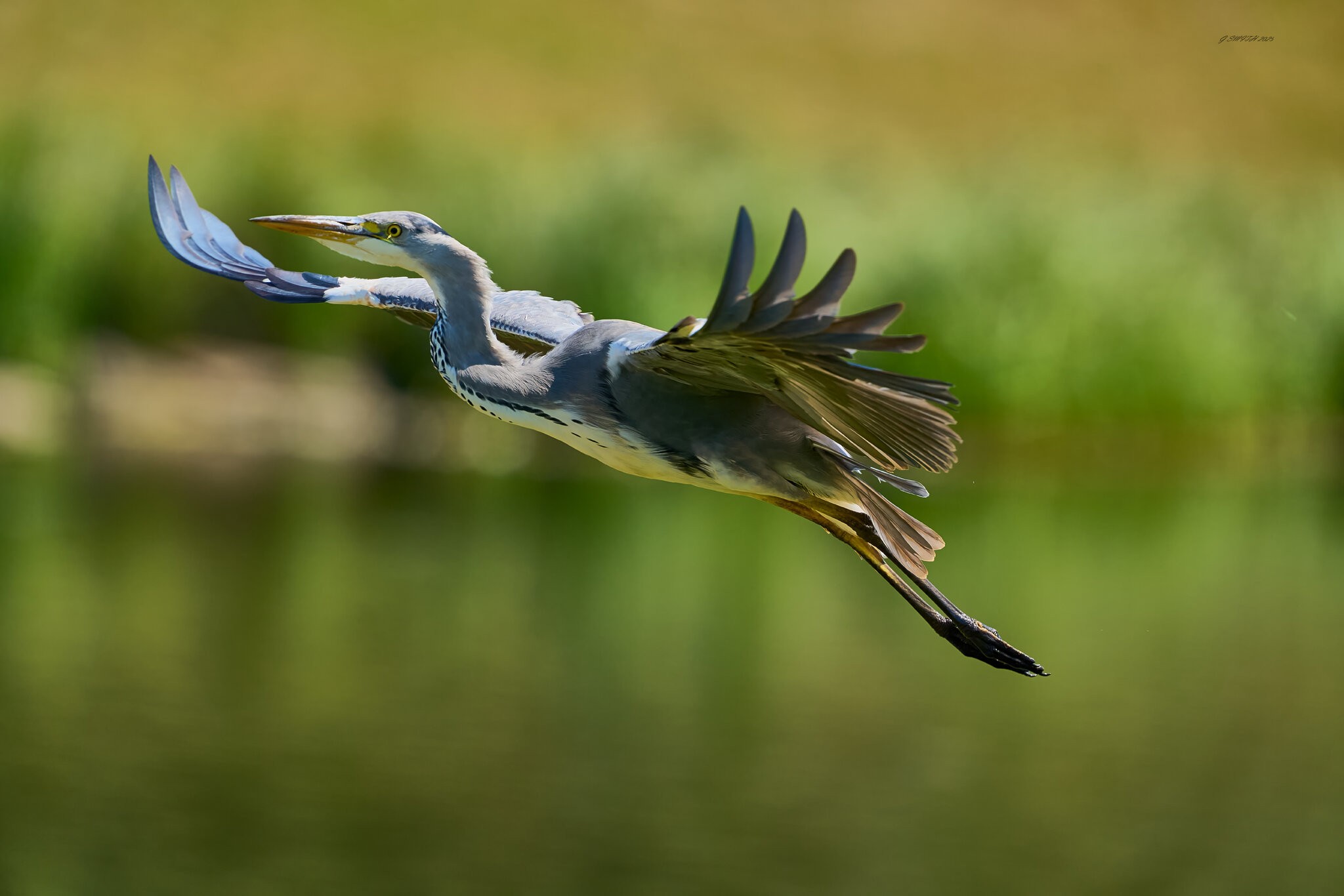 heron 2025_31.jpg