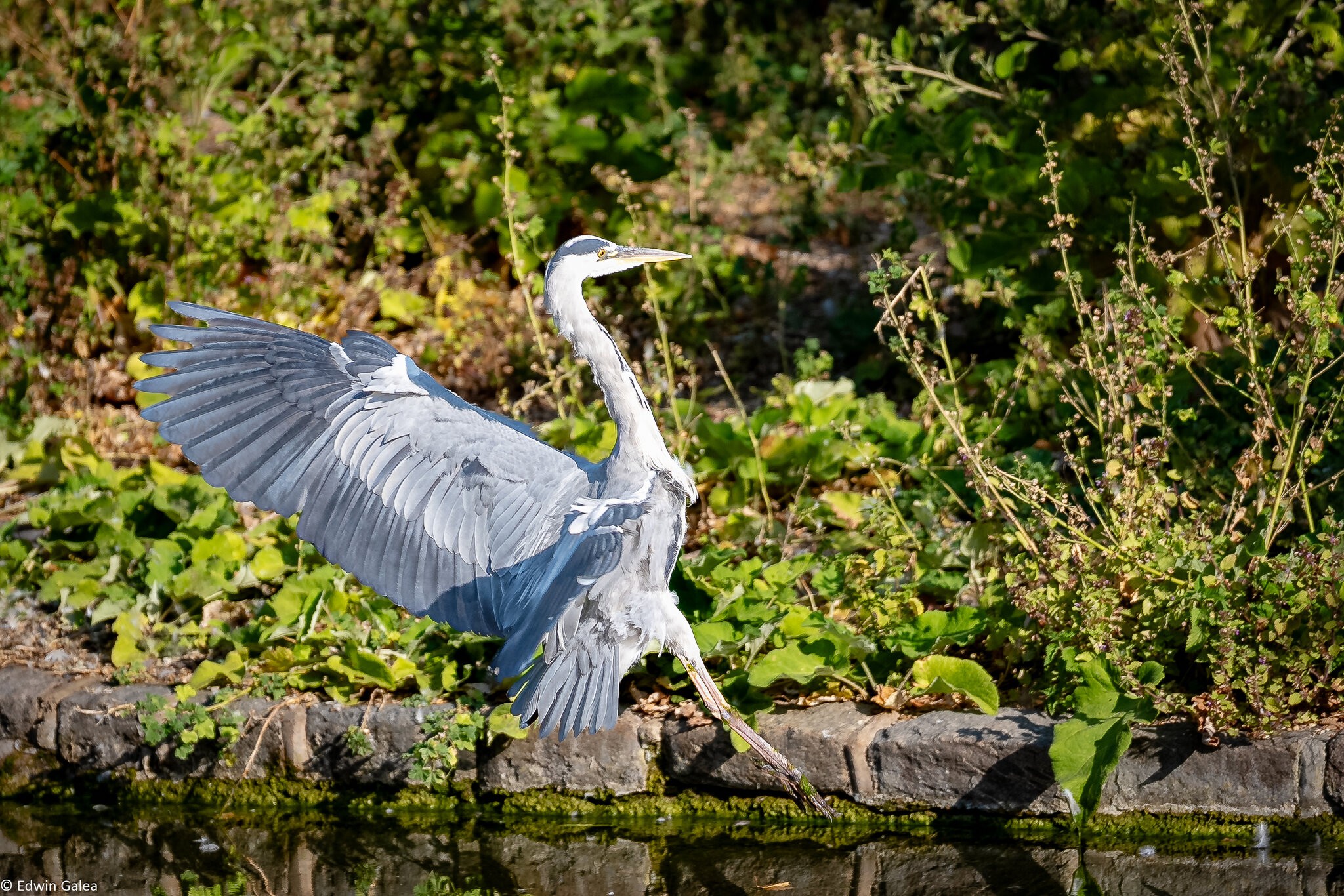 Heron_stJames-3.jpg