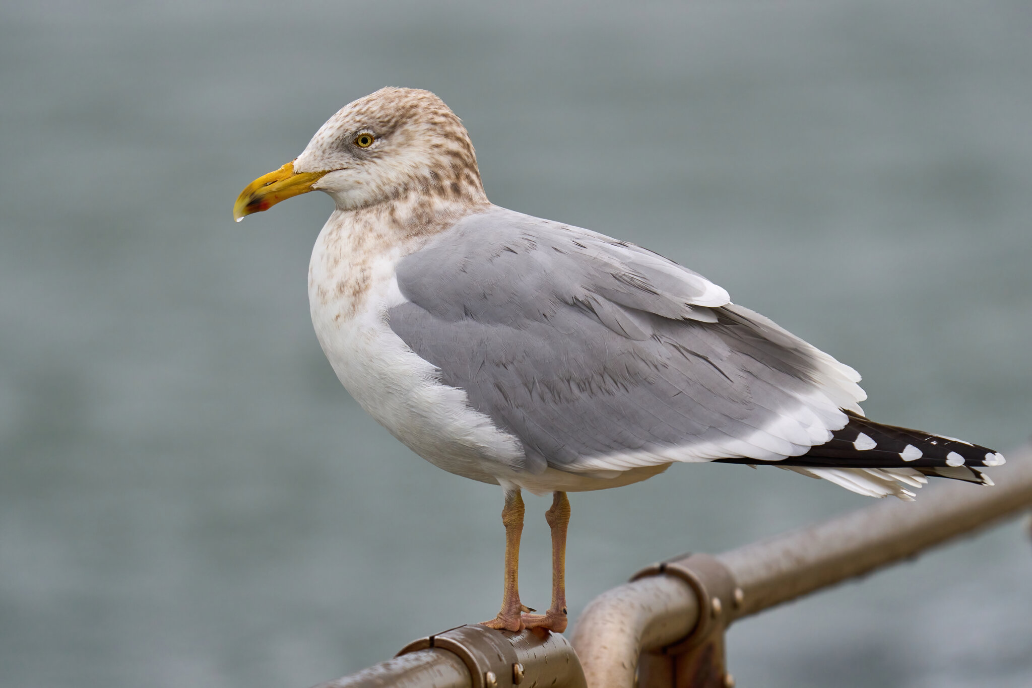 Herring Gull - Barnegat Lighthouse - 01062023 - 01-DN.jpg