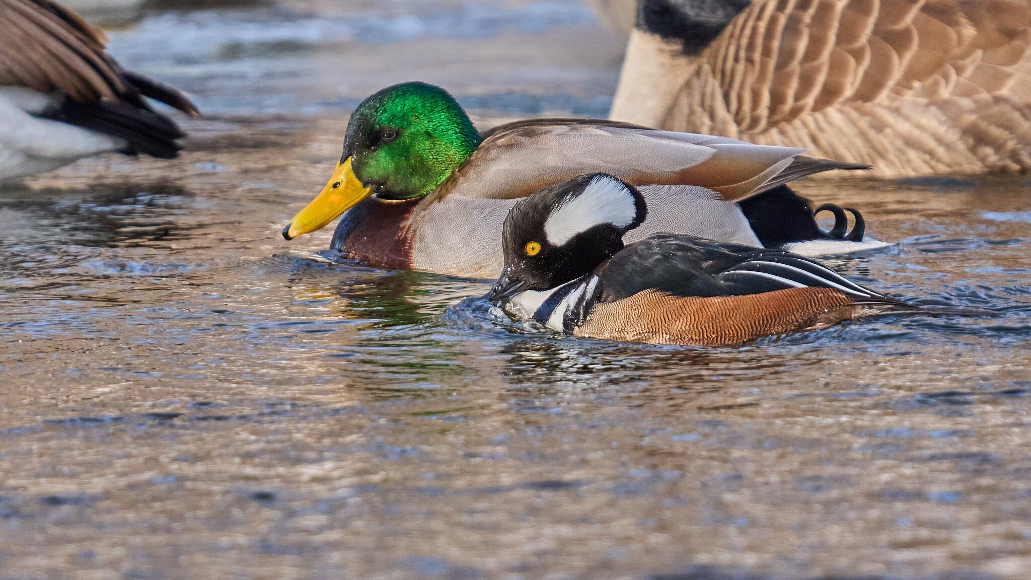 Hooded Merganser - Brandywine Park - 02012026 - 12 - DN.jpg