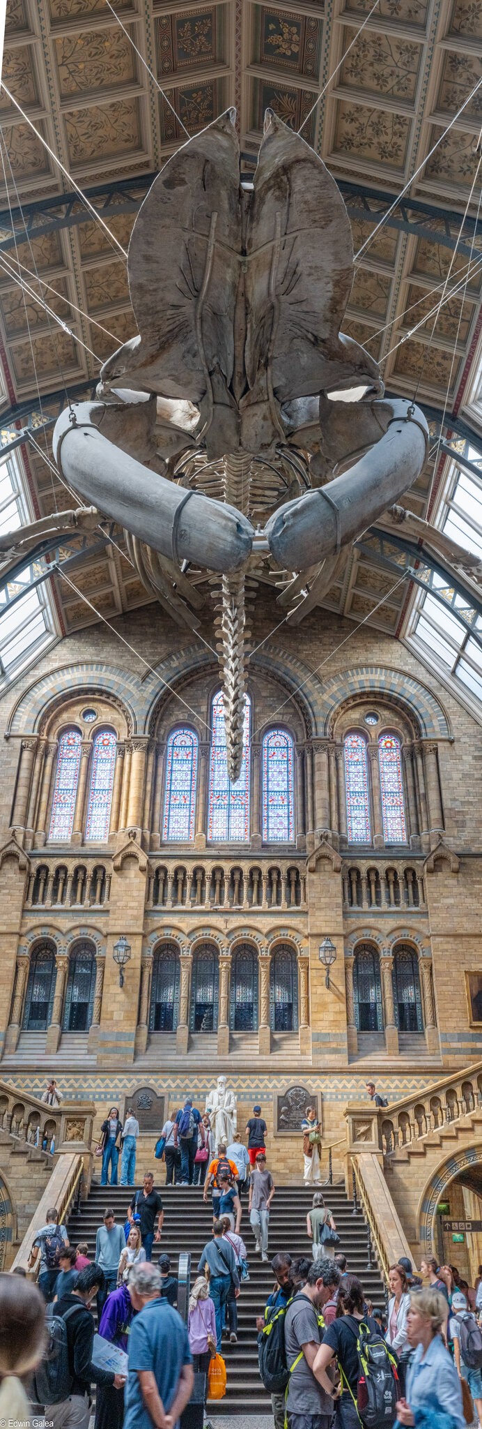 Hope_blue_whale-1.jpg