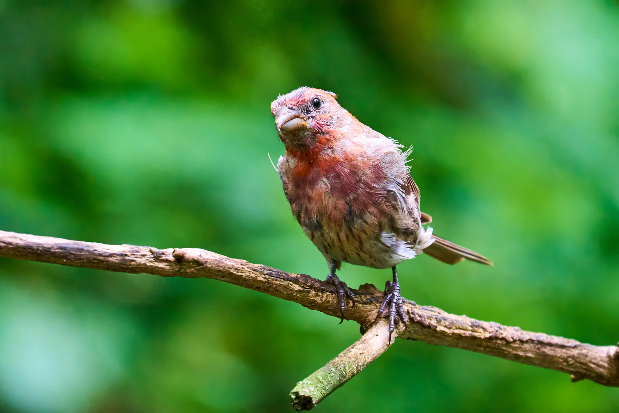 House Finch - Ashland - 08172025 - 01 - DN.jpg