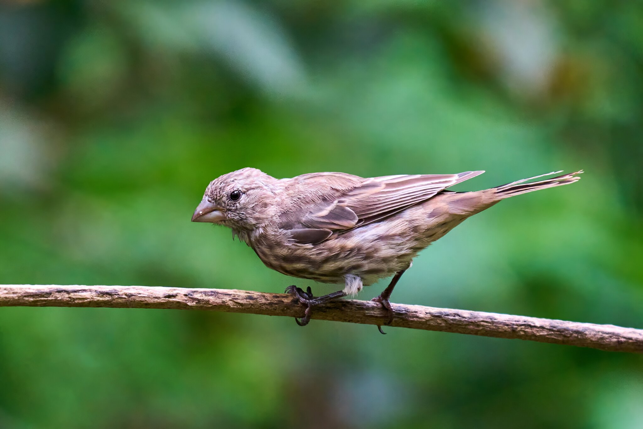 House Finch - Ashland - 08172025 - 02 - DN.jpg