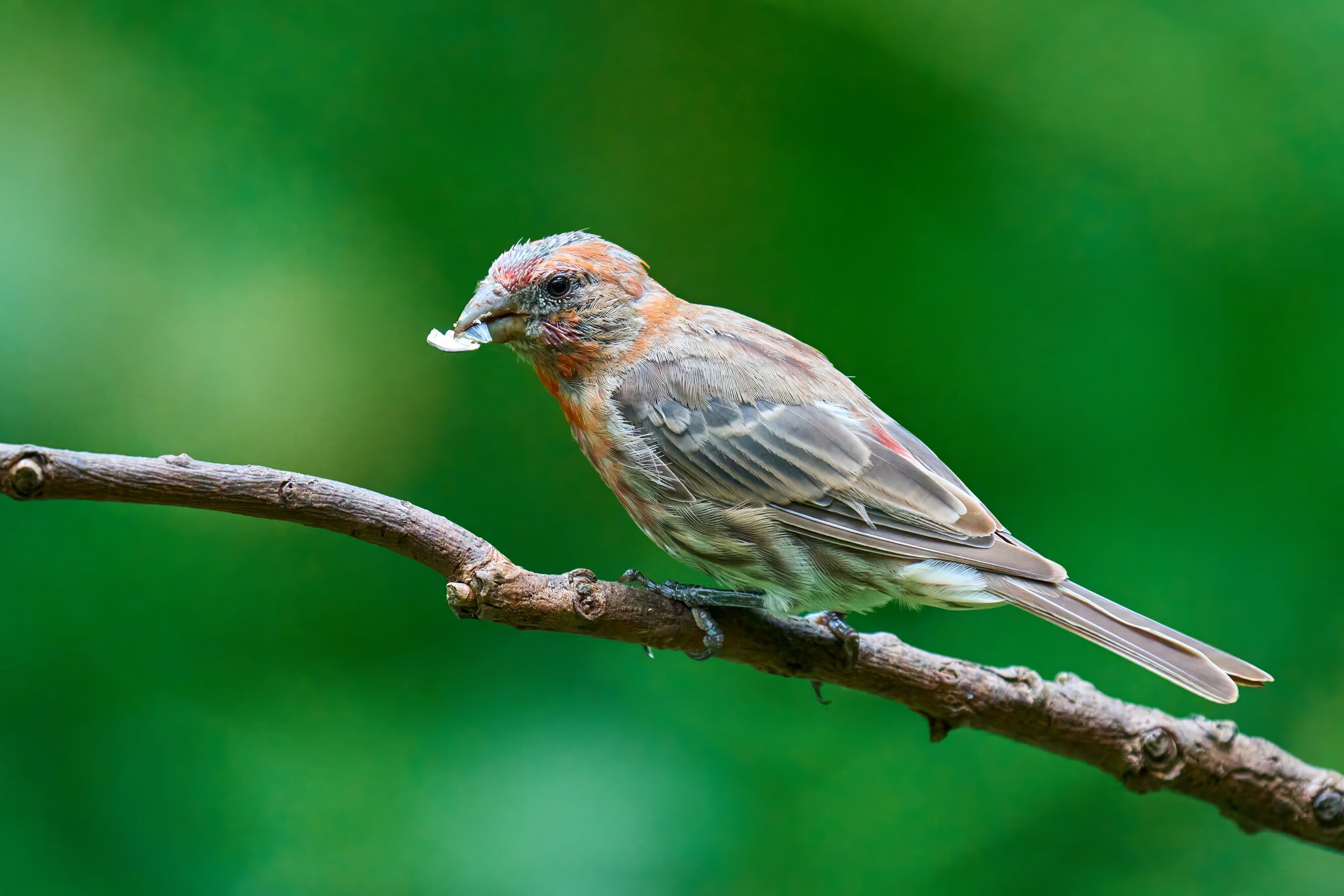 House Finch - Ashland - 08172025 - 04 - DN.jpg