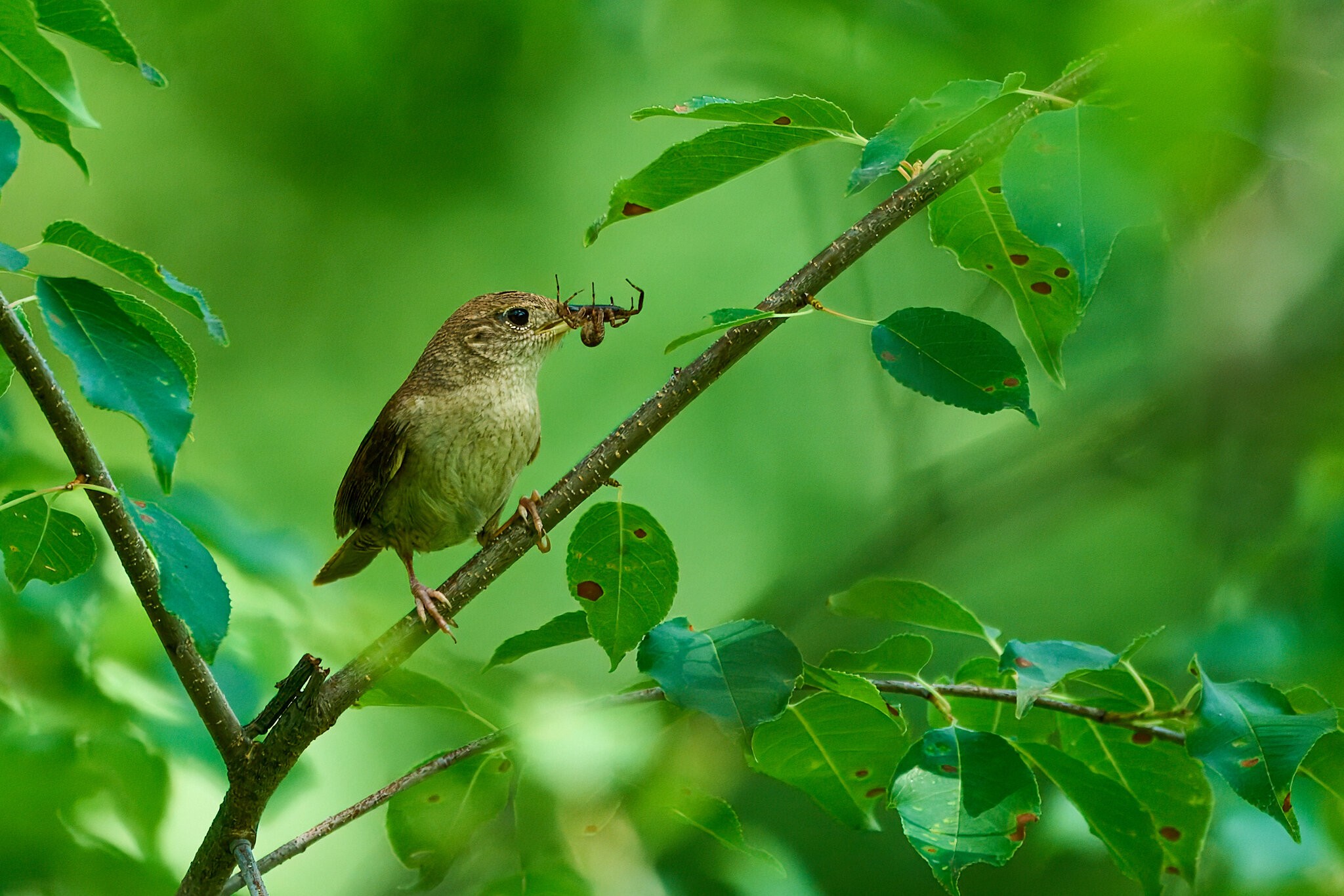 House Wren - Mt Cuba - 06072025 - 01 - rDN_1.jpg