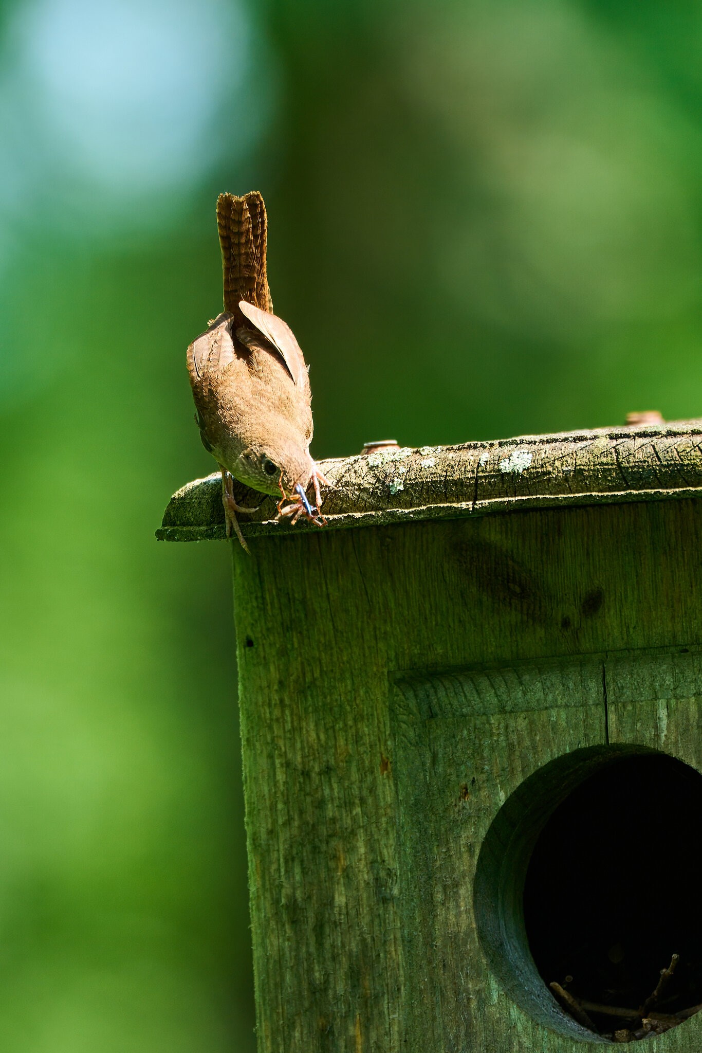 House Wren - Mt Cuba - 06072025 - 04 - rDN_1.jpg