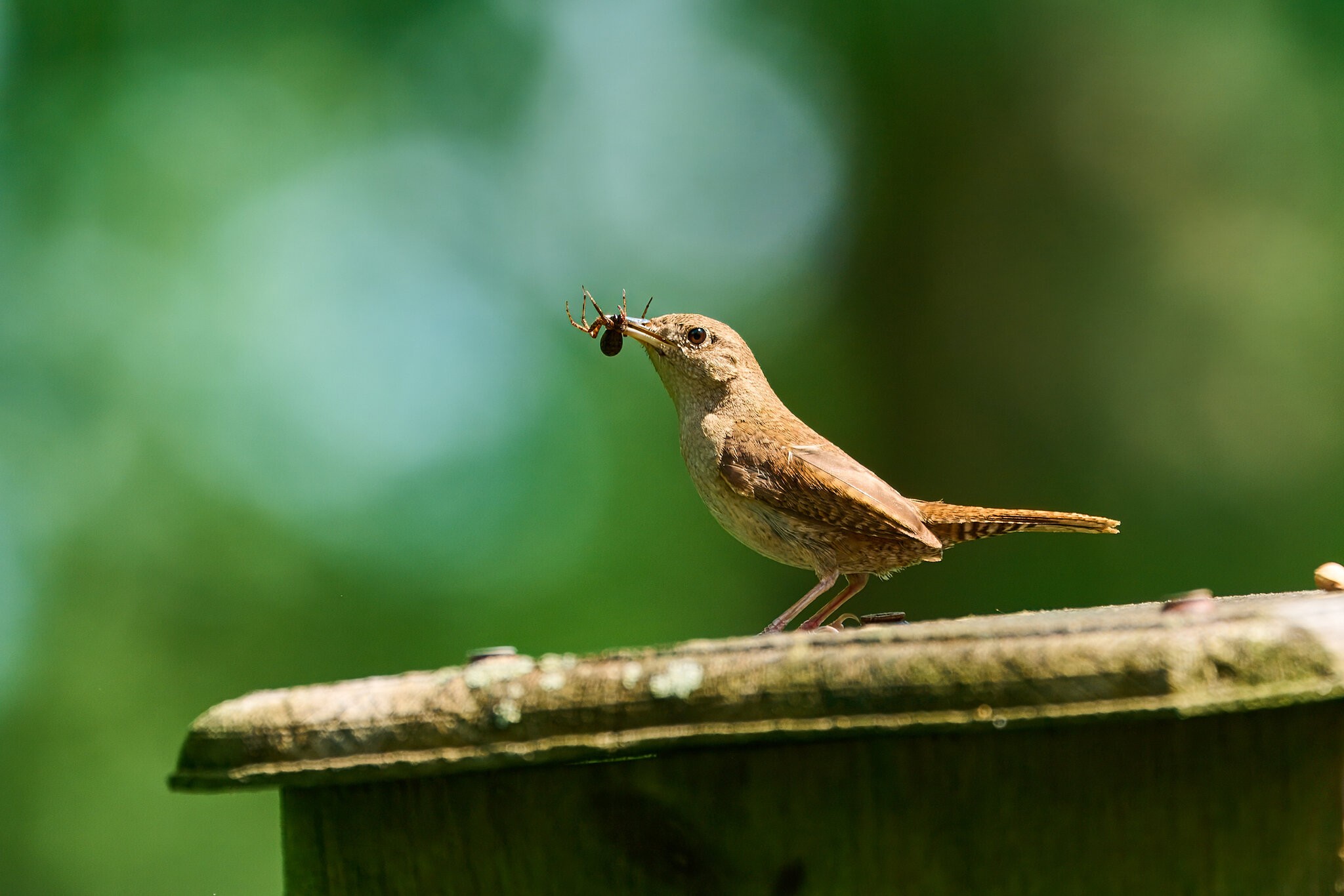 House Wren - Mt Cuba - 06072025 - 05 - rDN_1.jpg