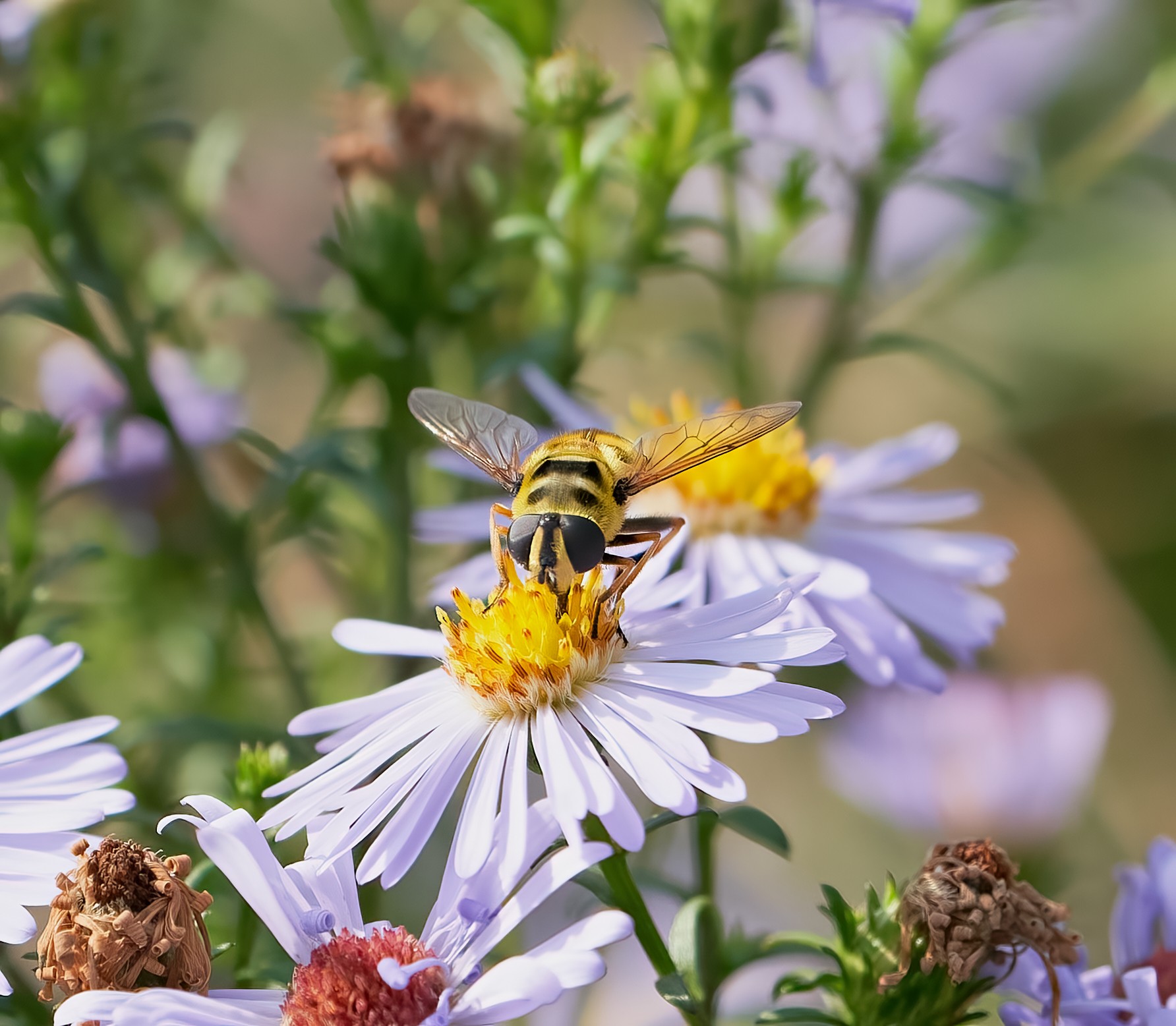 hoverfly 2022  1.jpg