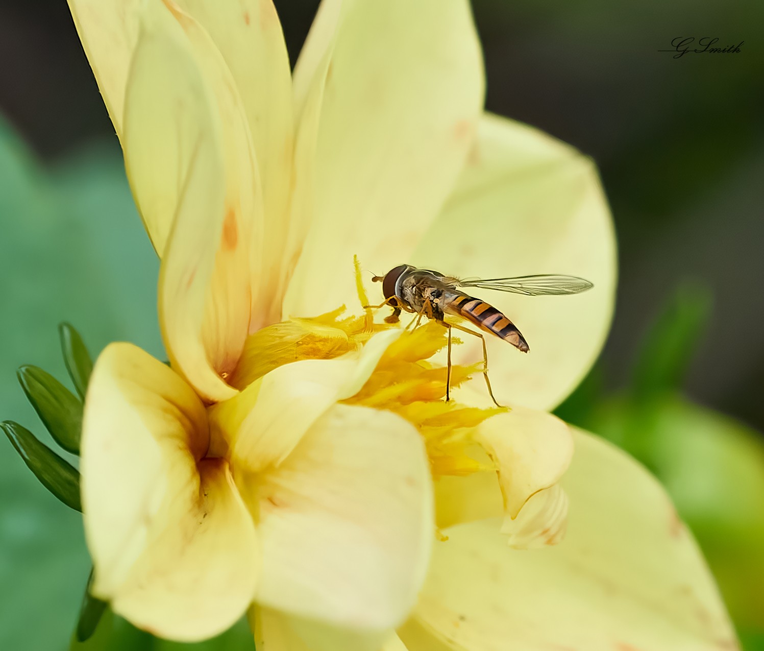 hoverfly 2022  10.jpg