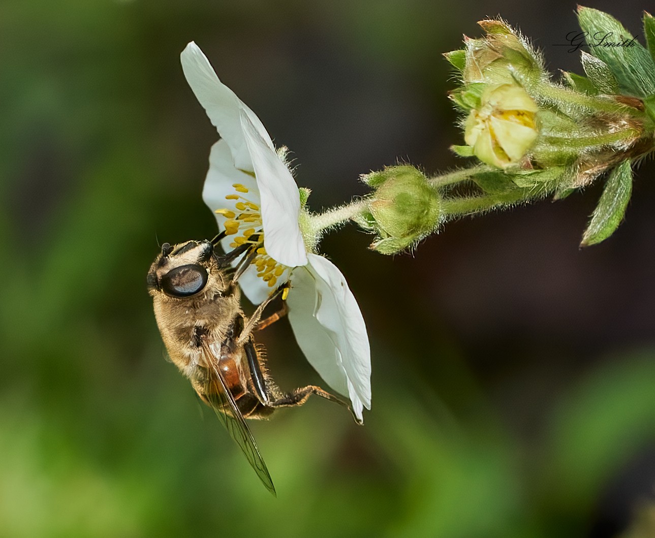 hoverfly 2022  11.jpg
