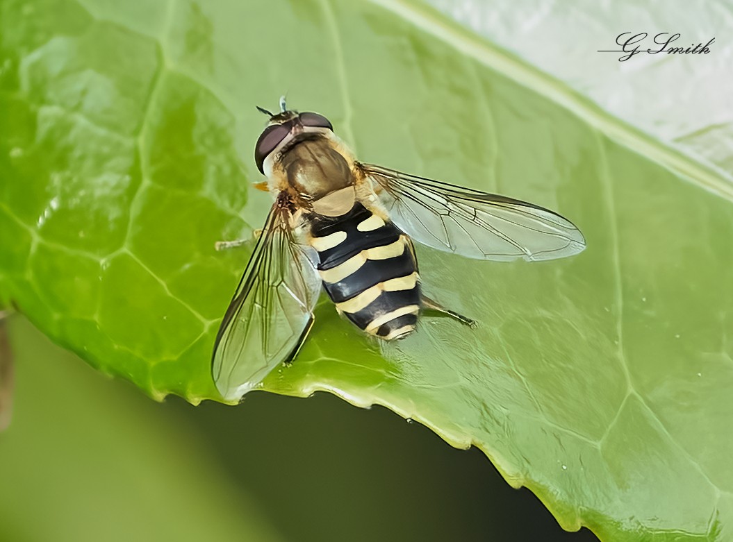 hoverfly 2022  (2).jpg