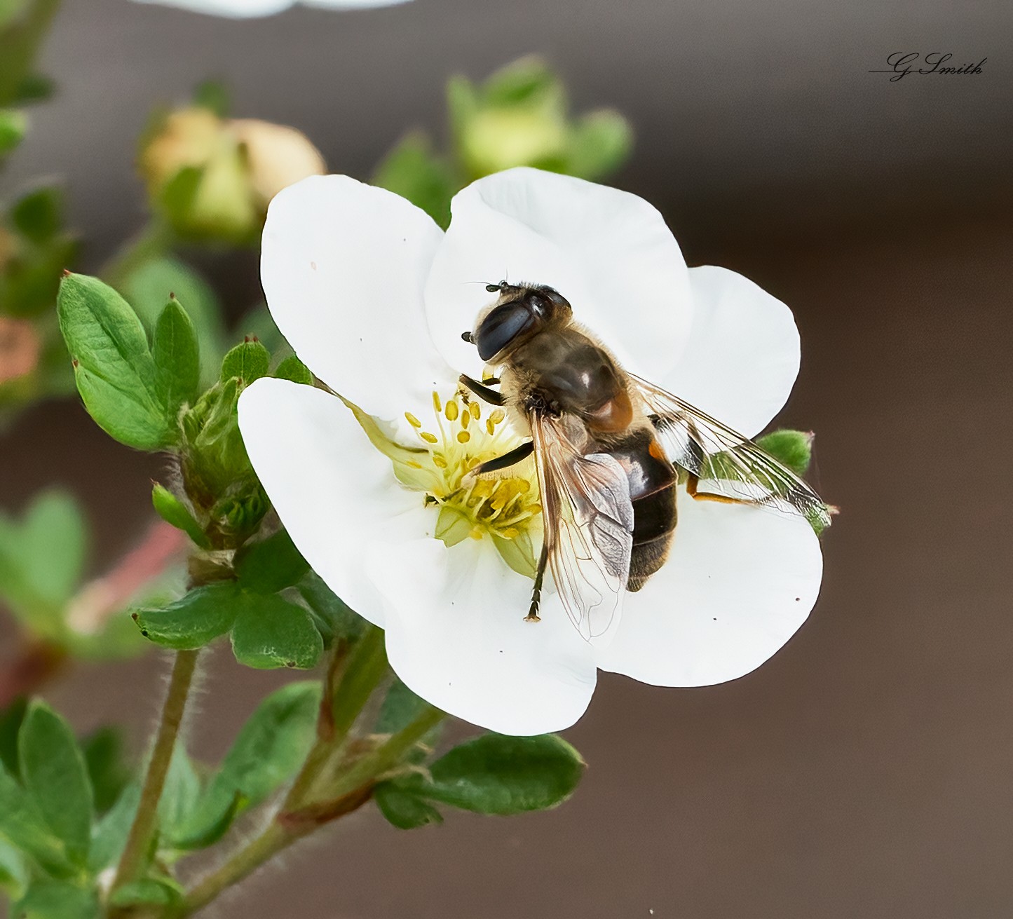 hoverfly 2022  2.jpg