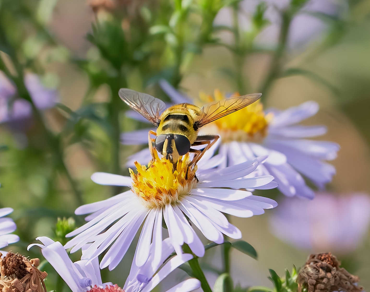 hoverfly 2022  2.jpg