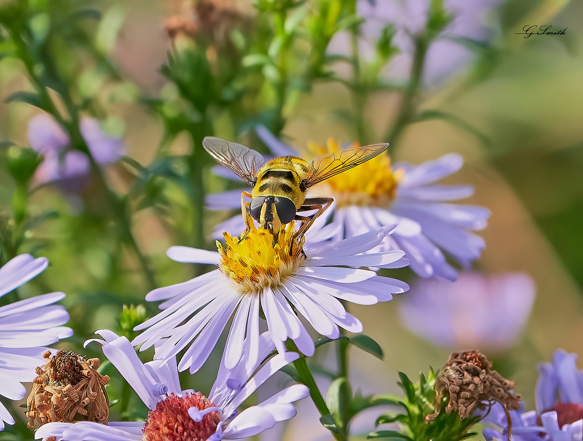 hoverfly 2022 3.jpg