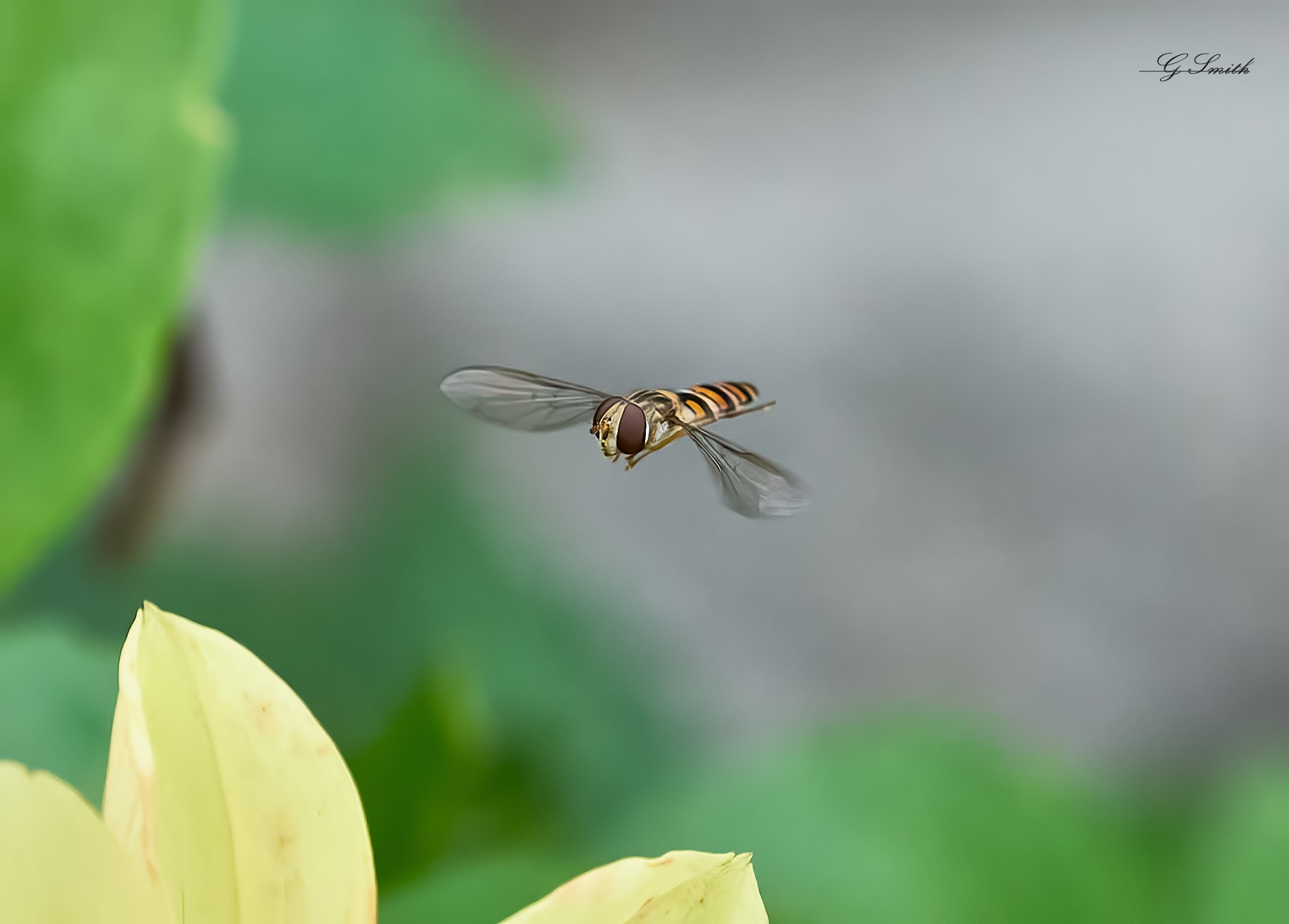 hoverfly 2022  4.jpg