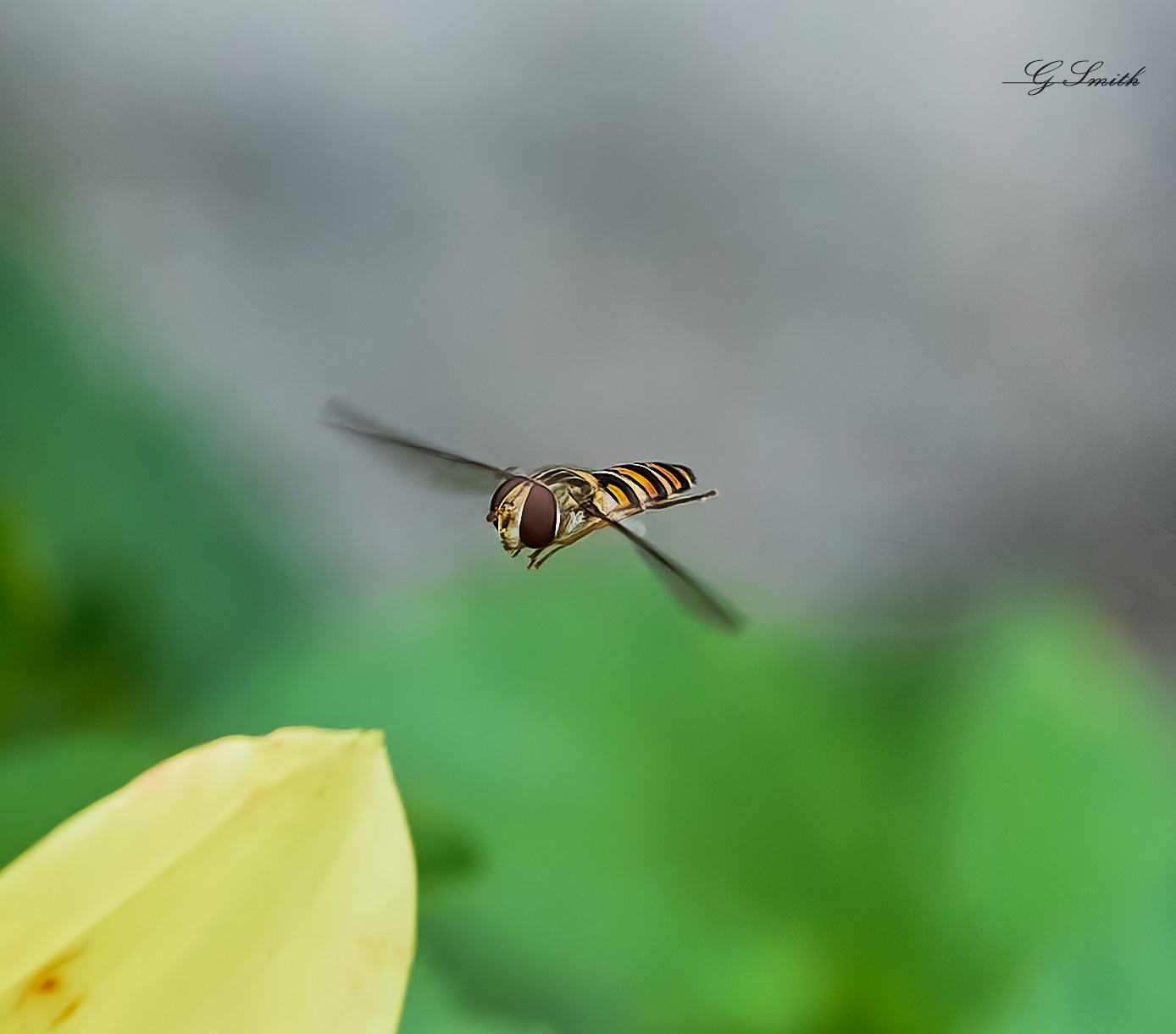 hoverfly 2022  6.jpg