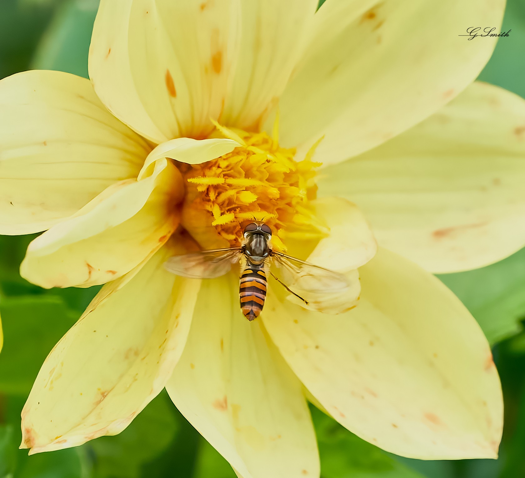 hoverfly 2022  8.jpg