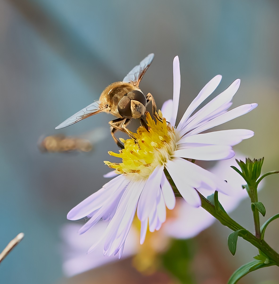 hoverfly 2022 .jpg