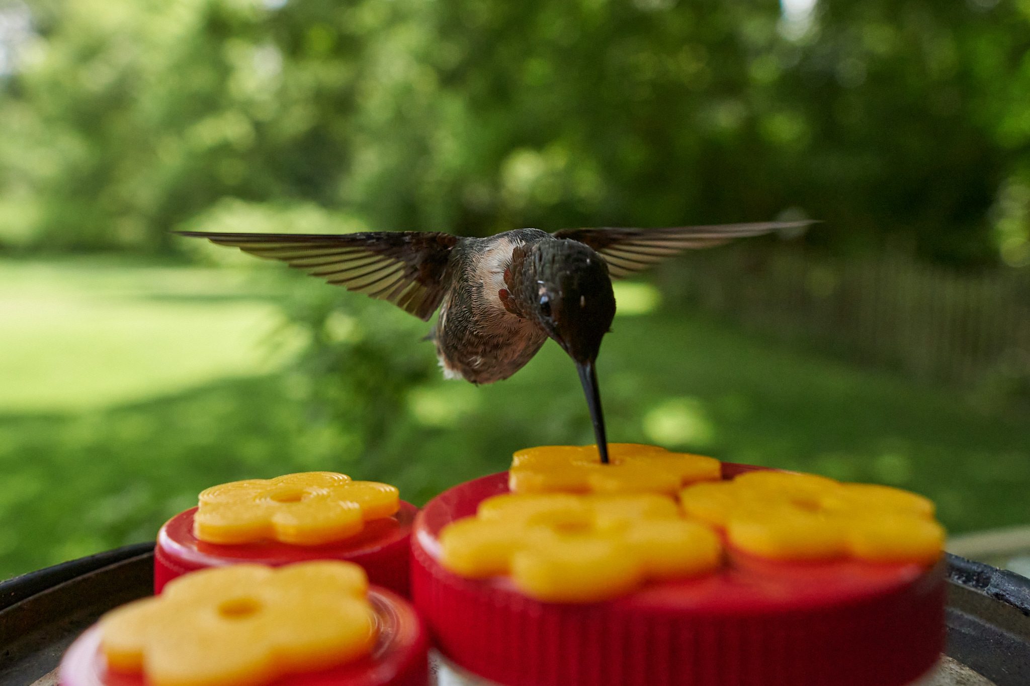 hummer.jpg
