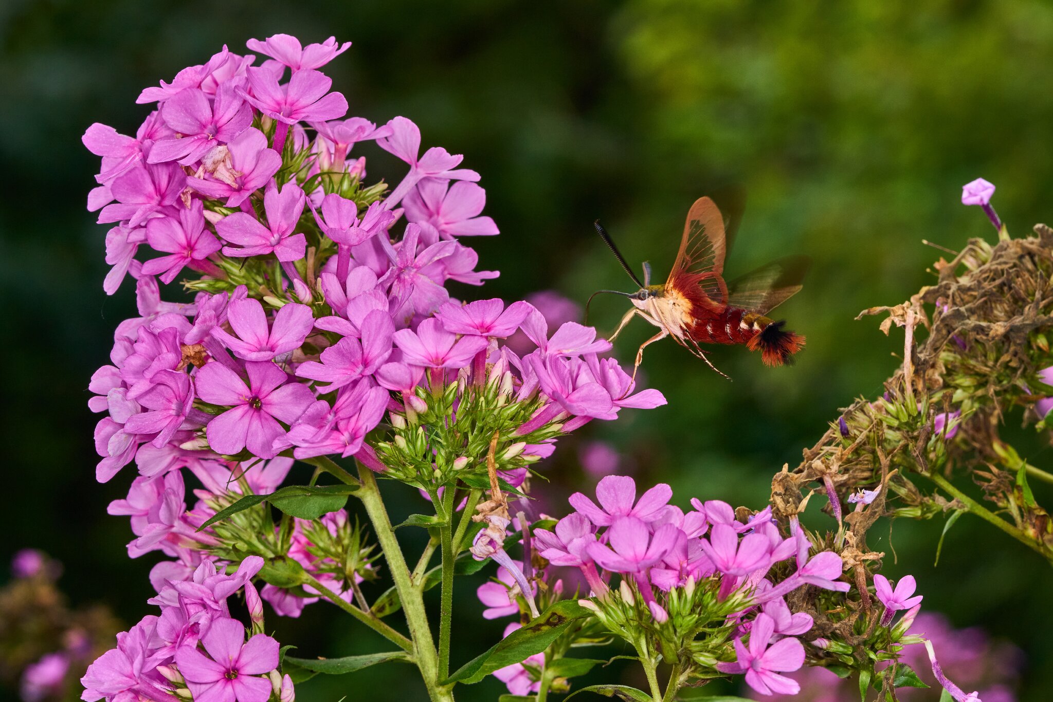 Hummingbird Clearwing - Ashland - 08172025 - 02 - DN.jpg
