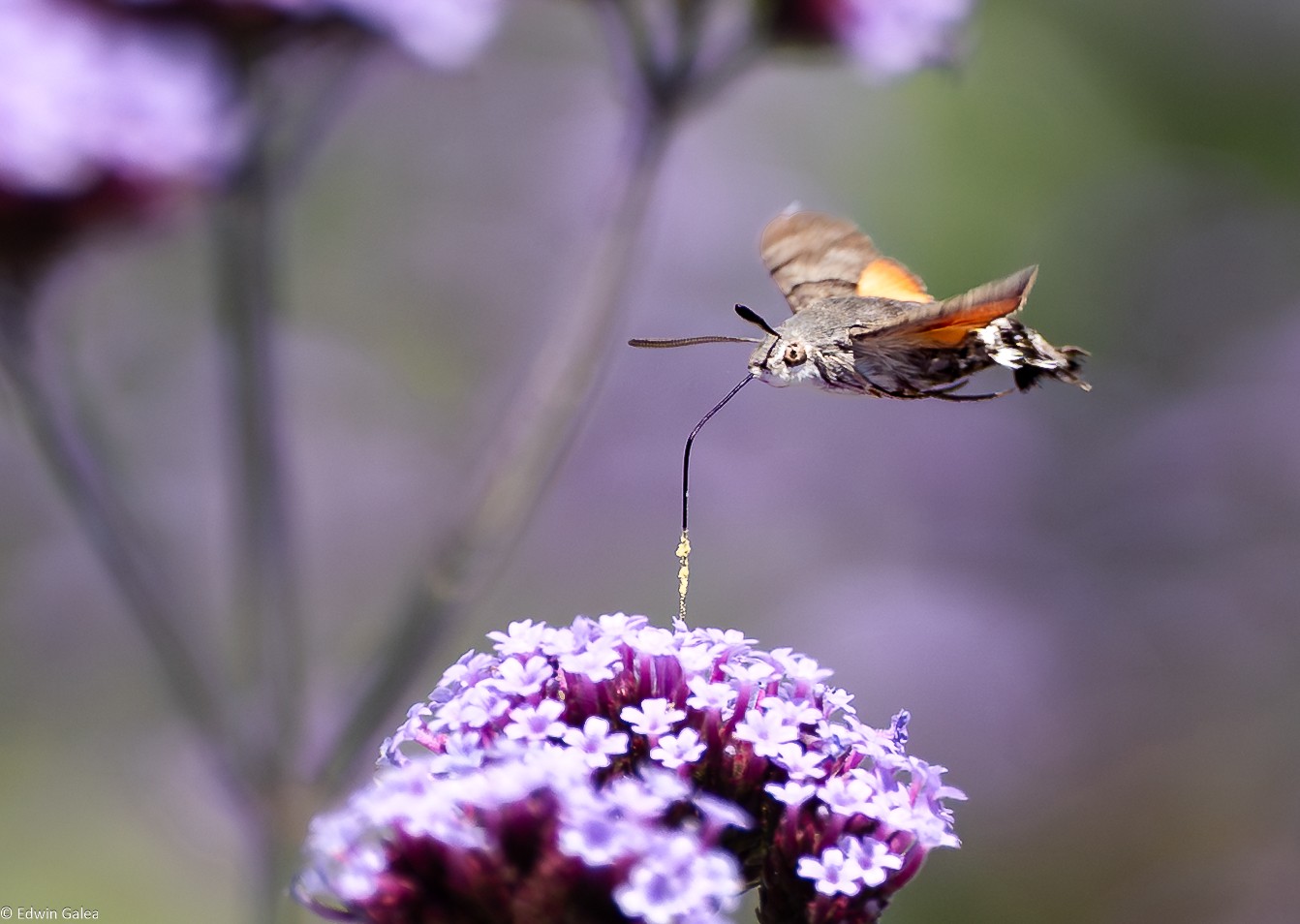 hummingbird moth-2.jpg