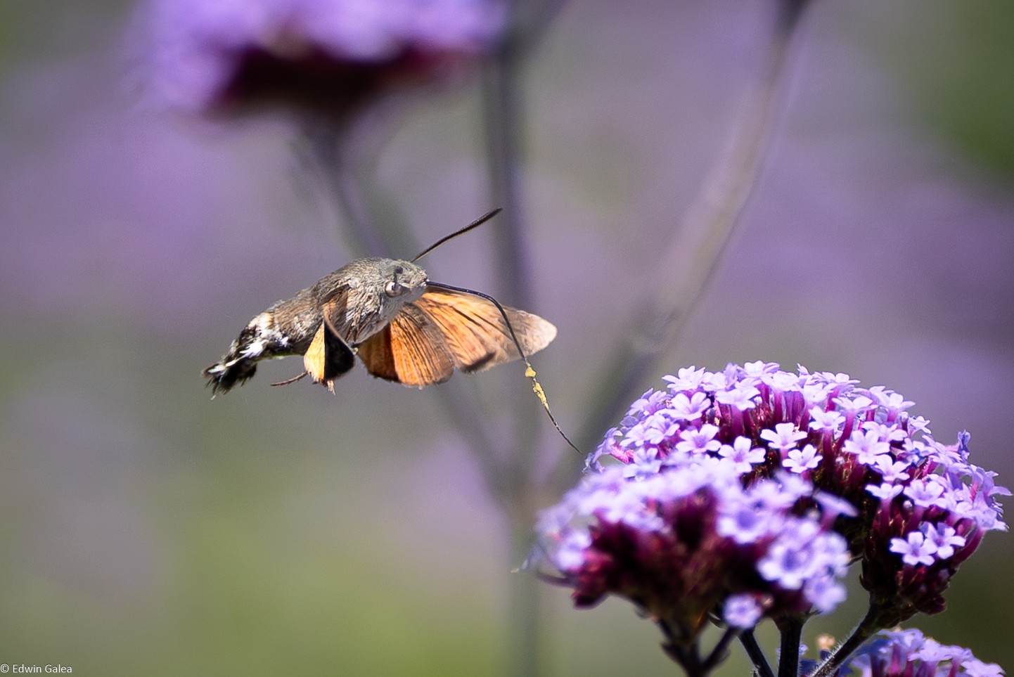 hummingbird moth-3.jpg