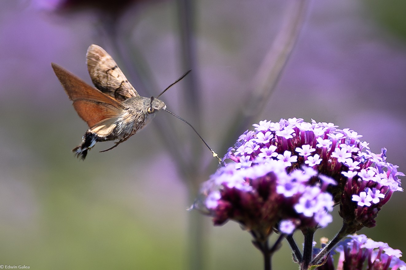 hummingbird moth-4.jpg