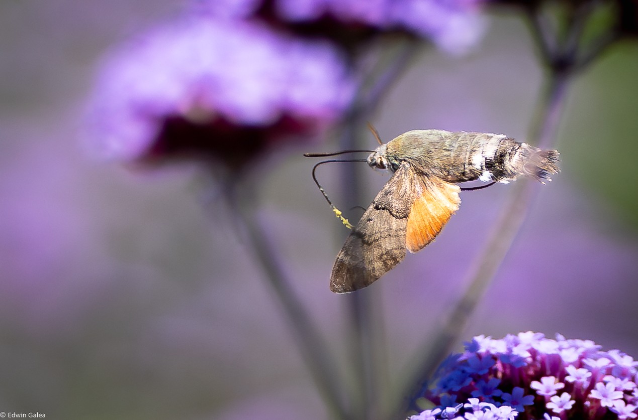 hummingbird moth-5.jpg