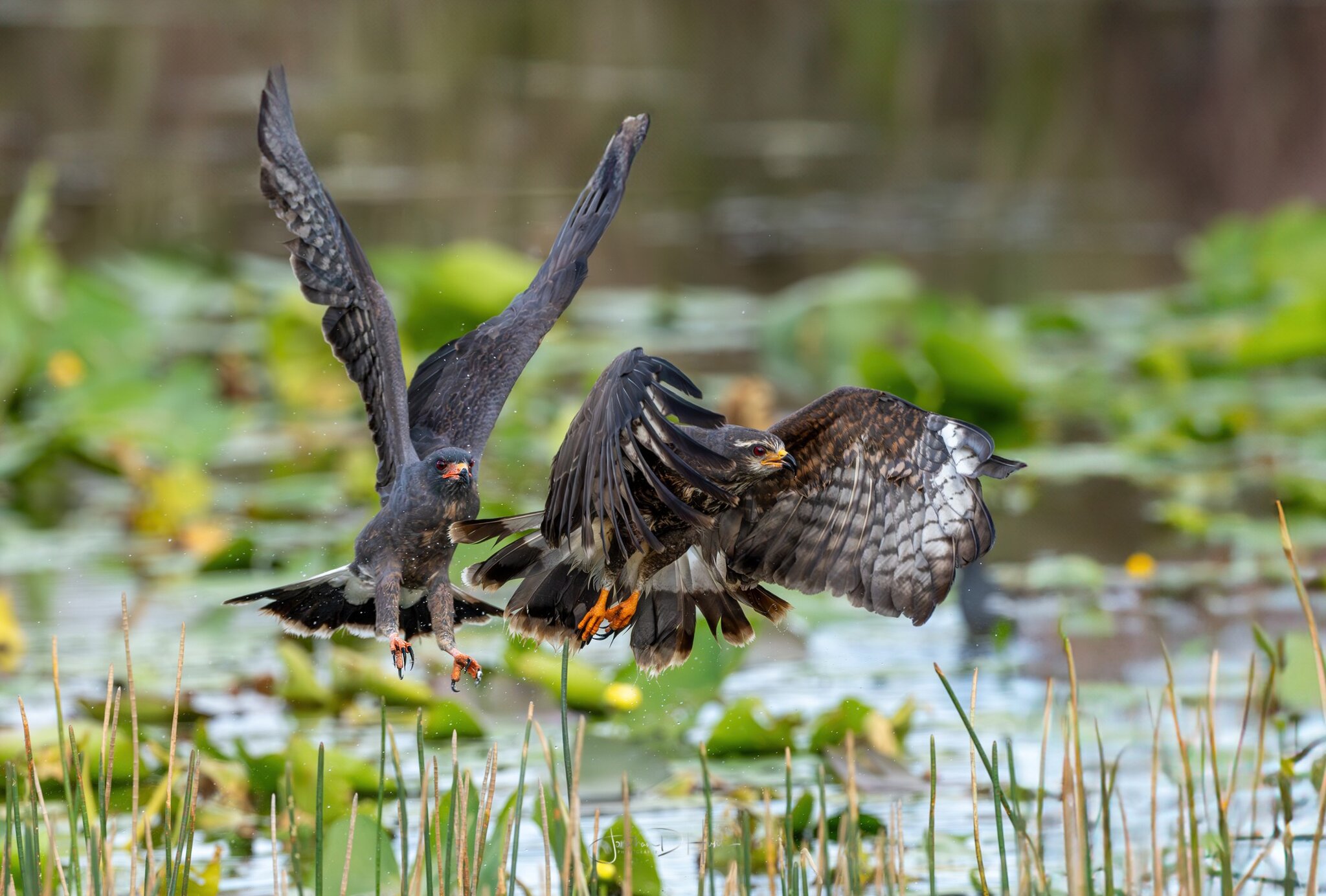 HuntSnailKitePair2-1.jpg
