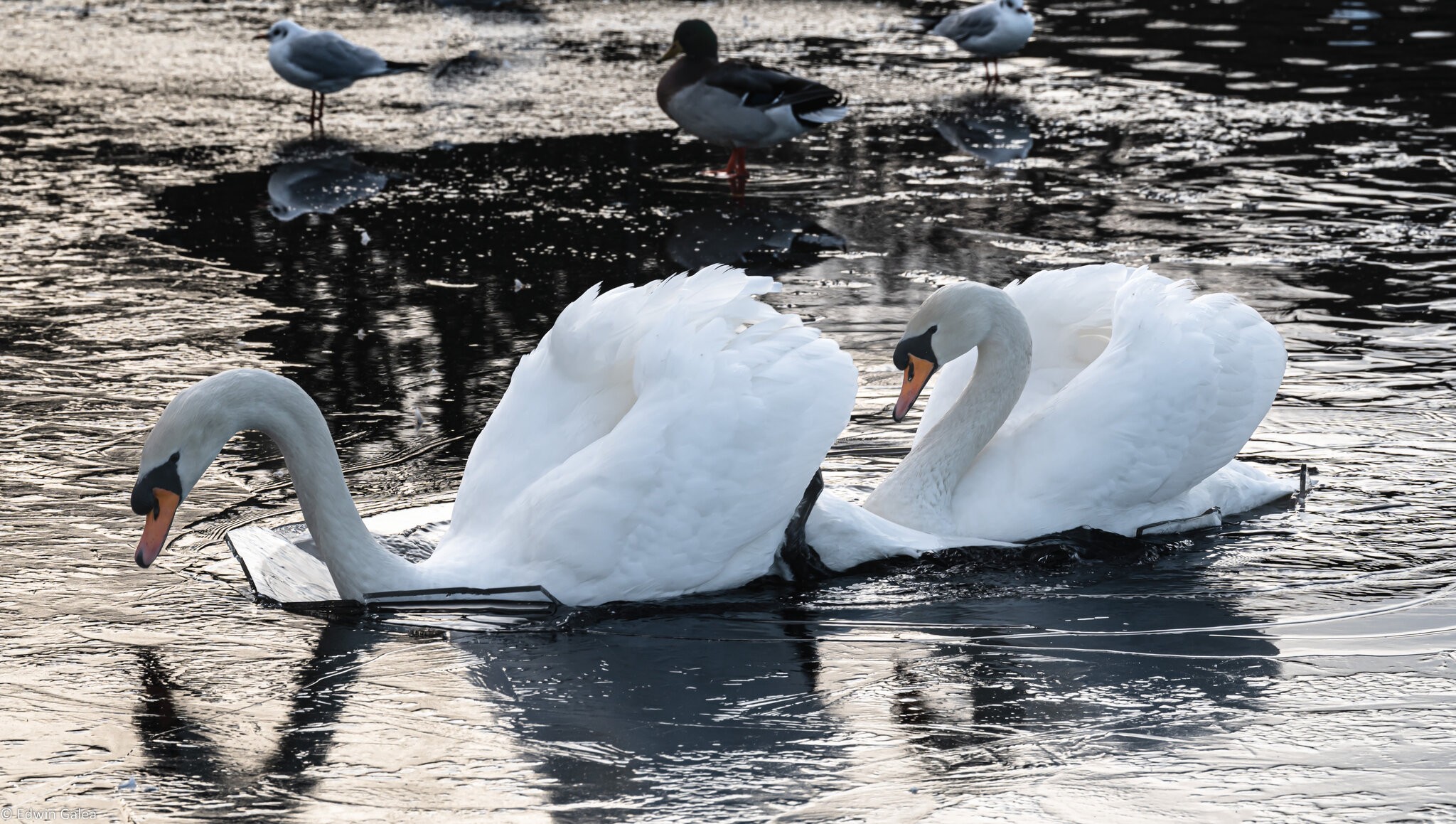 ice_breaking_swans-1.jpg