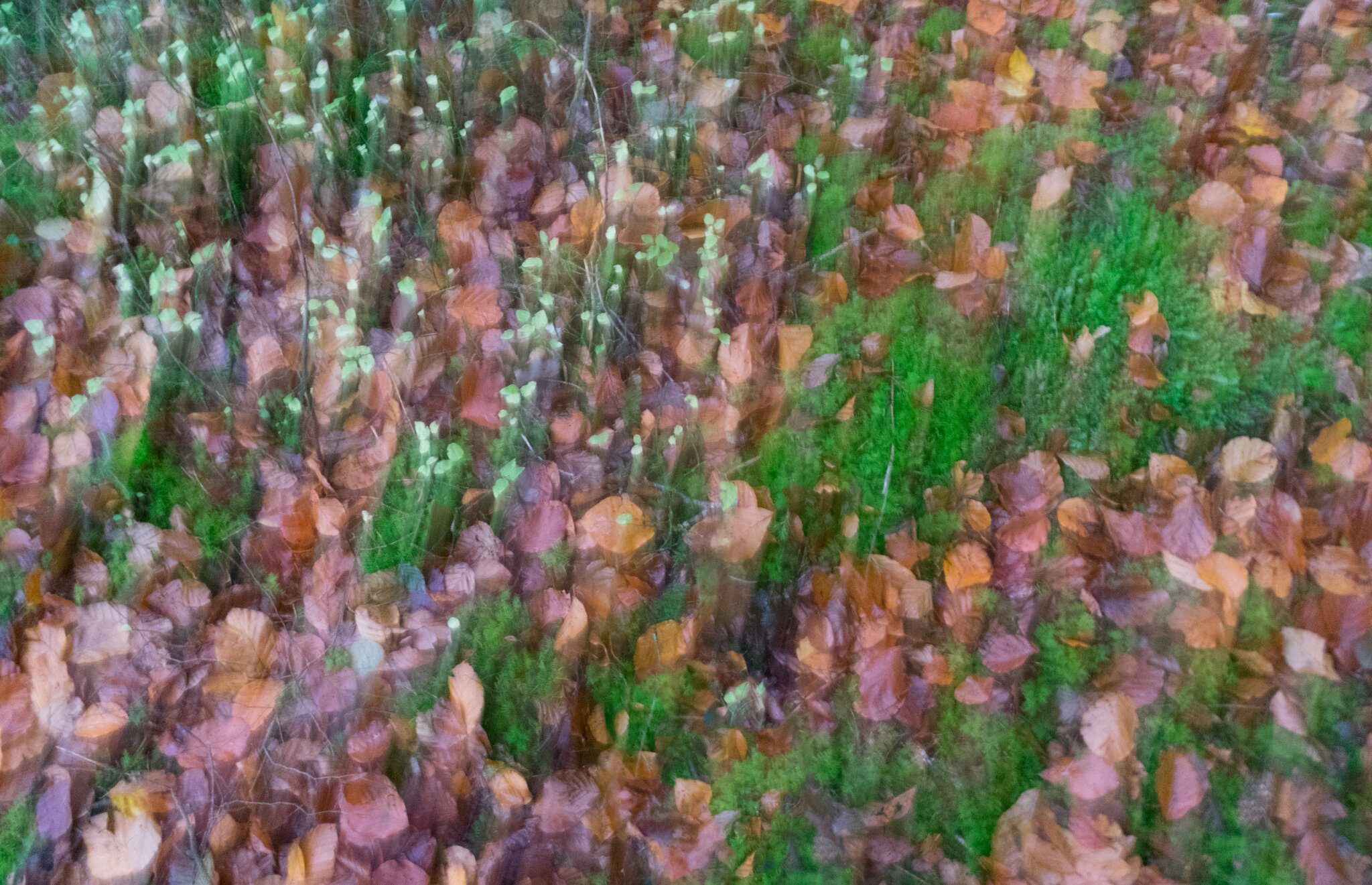 ICM1 Leaves.jpg
