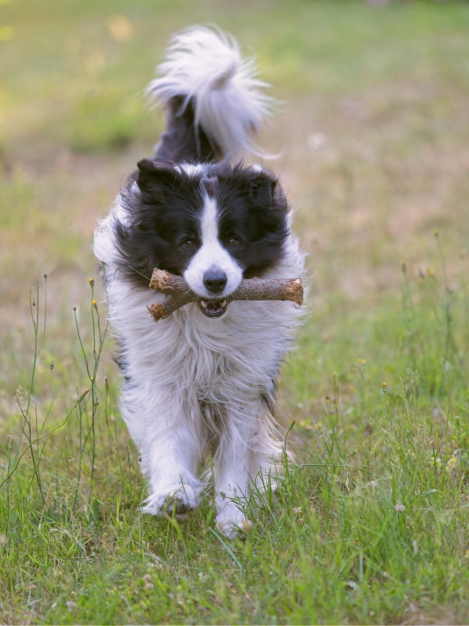 ILCE-1M2FE 50-150mm F2 GM copy48 1.jpg