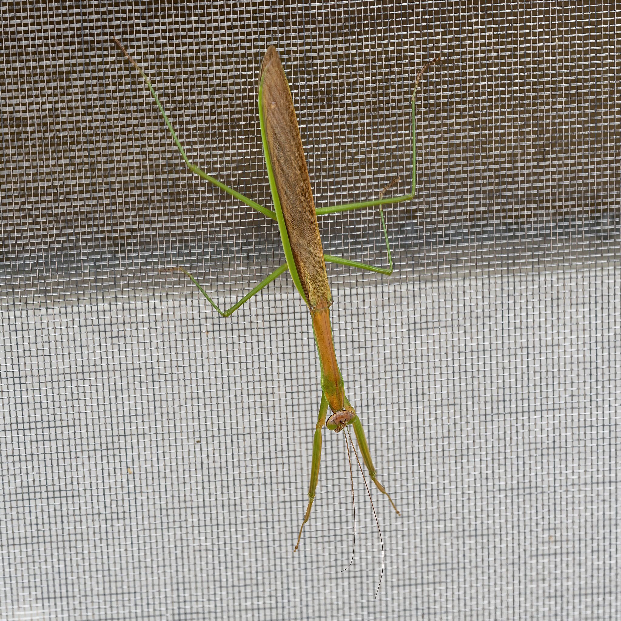 img-praying-mantis-002-SAI-stabilize.jpg