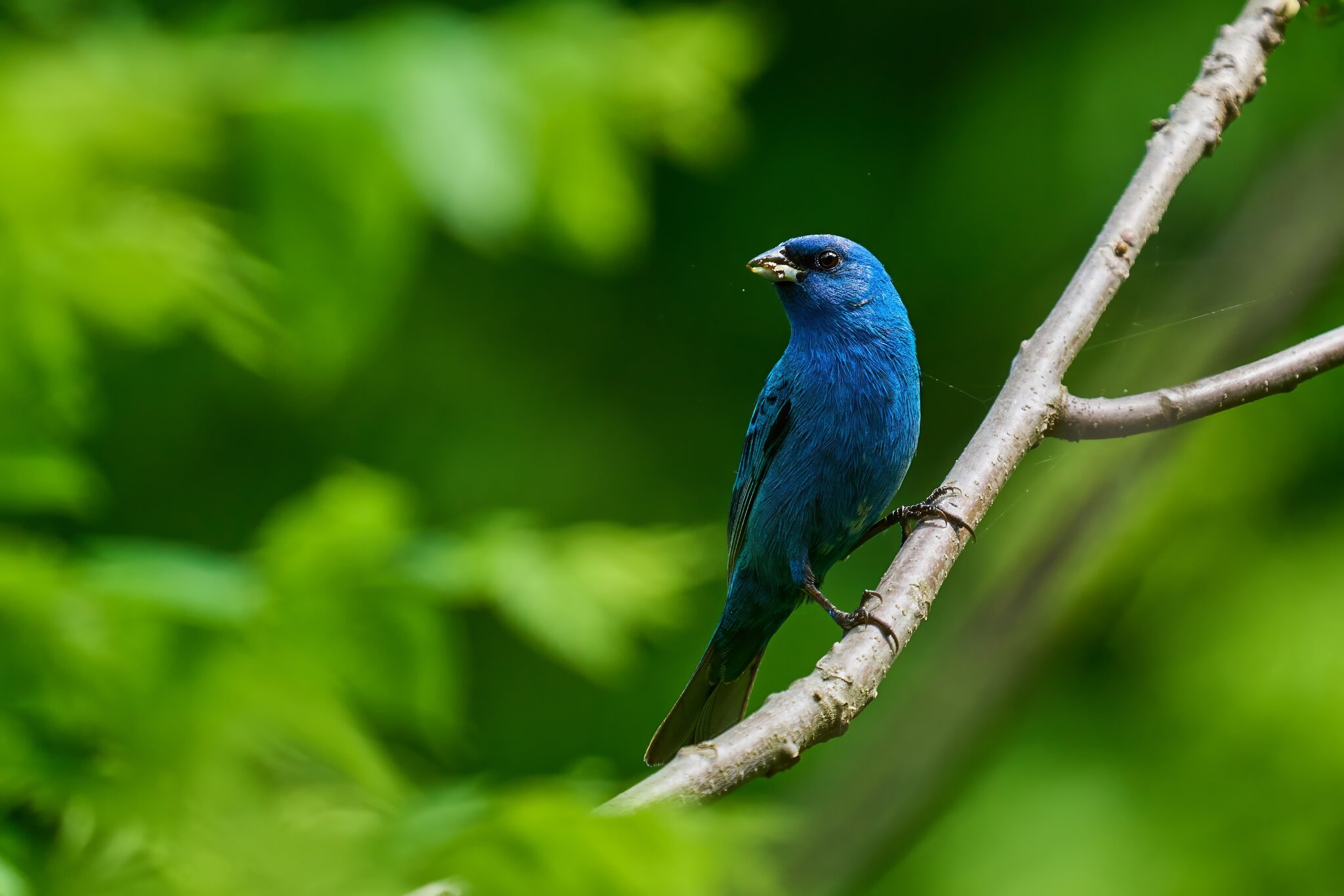 Indigo Bunting - 1st state - 05172025 - 03 - DN.jpg