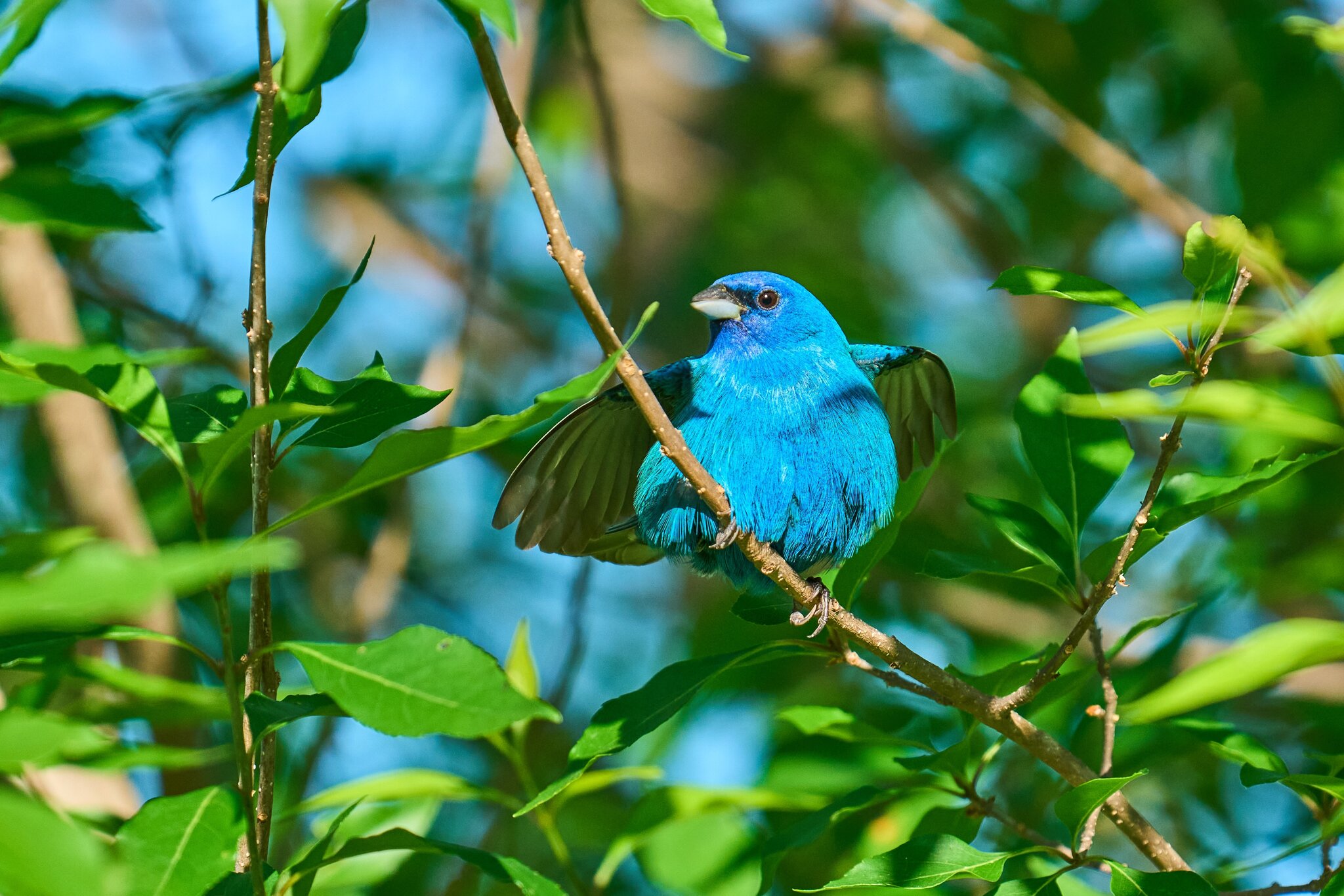 Indigo Bunting - Knob Hills Trail - 05032026 - 03 - rDN.jpg