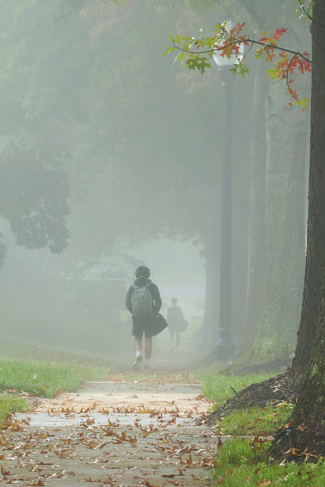 IntoTheFog.jpg