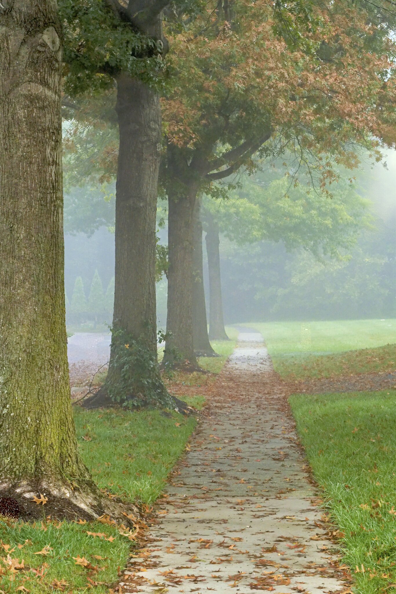 IntoTheFog2.jpg
