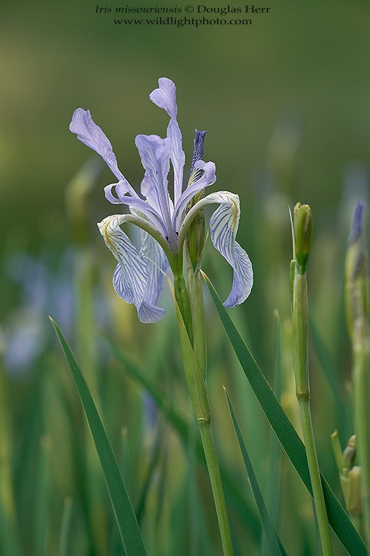 irimis02.jpg