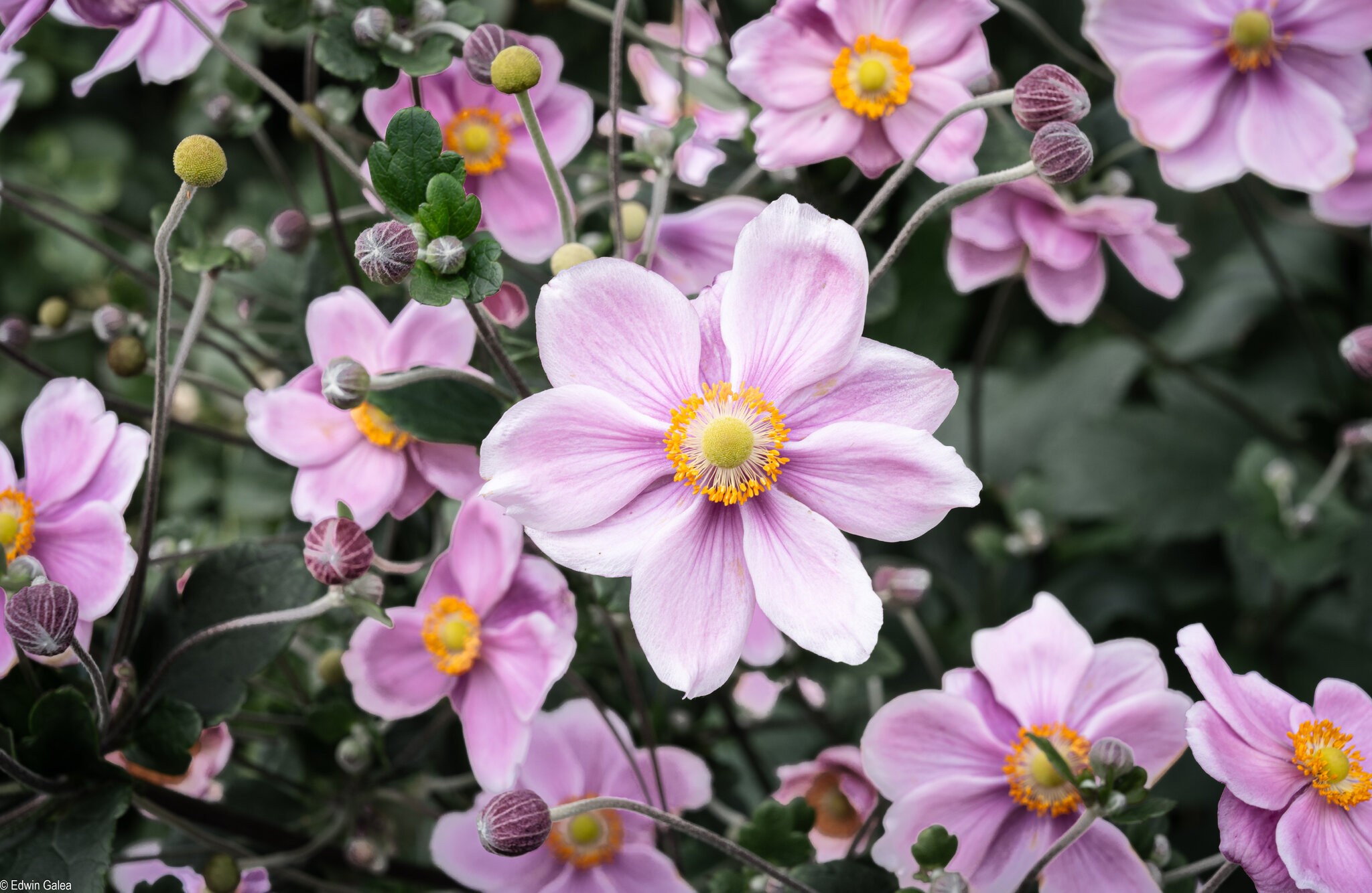 japanese_anemone-1.jpg