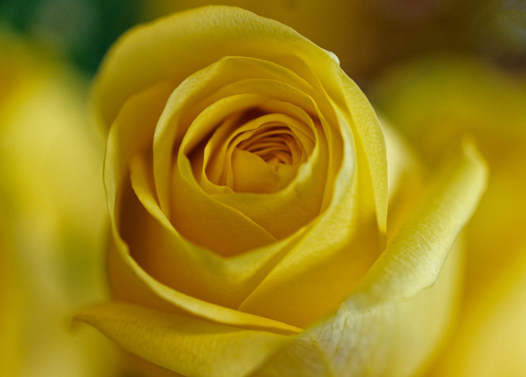 Joyful Yellow Rose.jpeg
