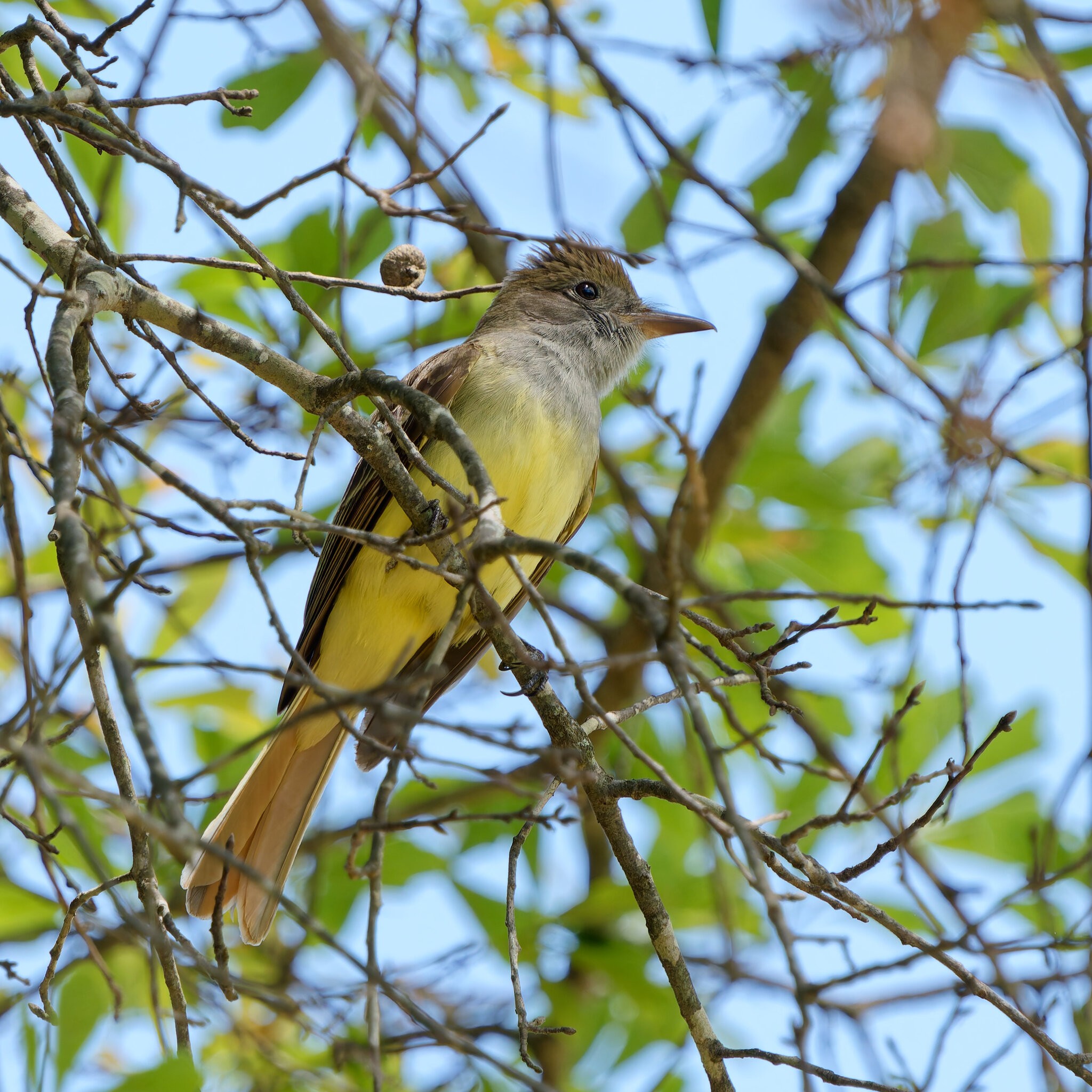 JRV03593.jpg