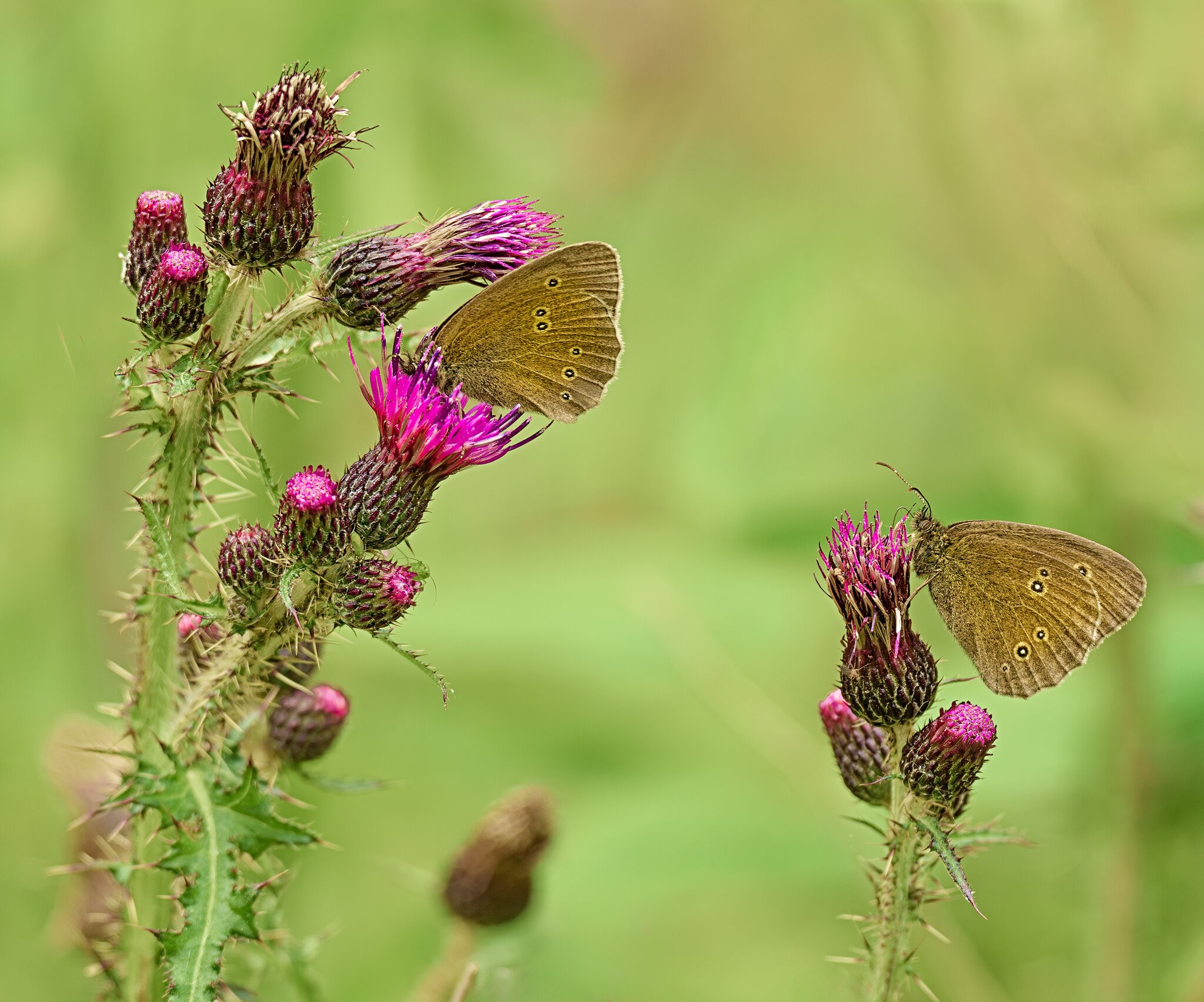 July_Ringlet Butterflies_Gladhouse Reservoir.jpg