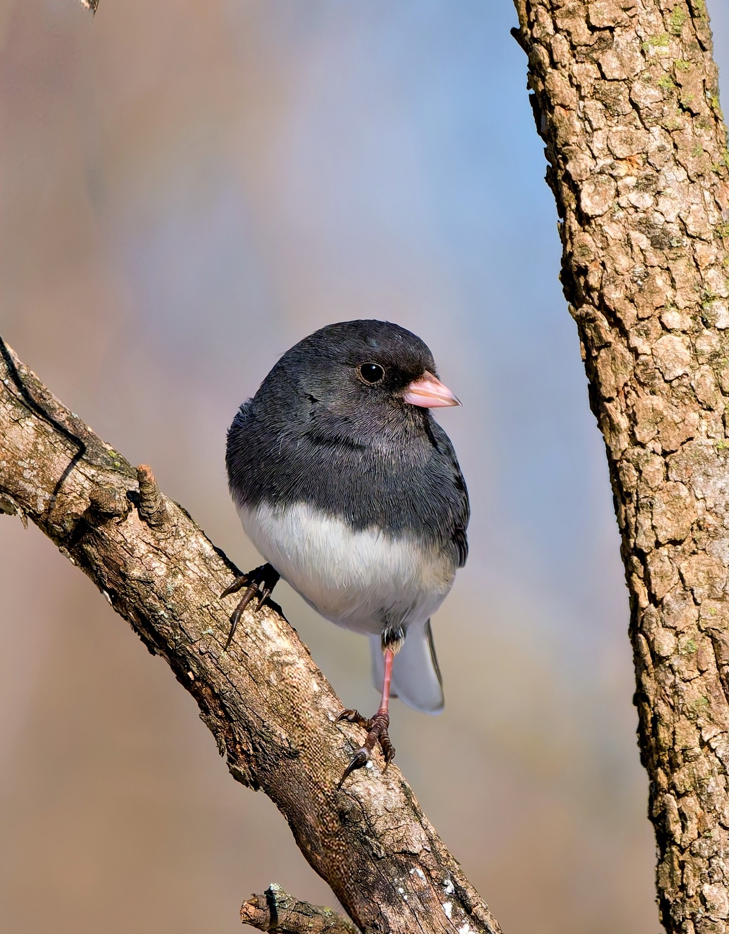 Junco.jpg